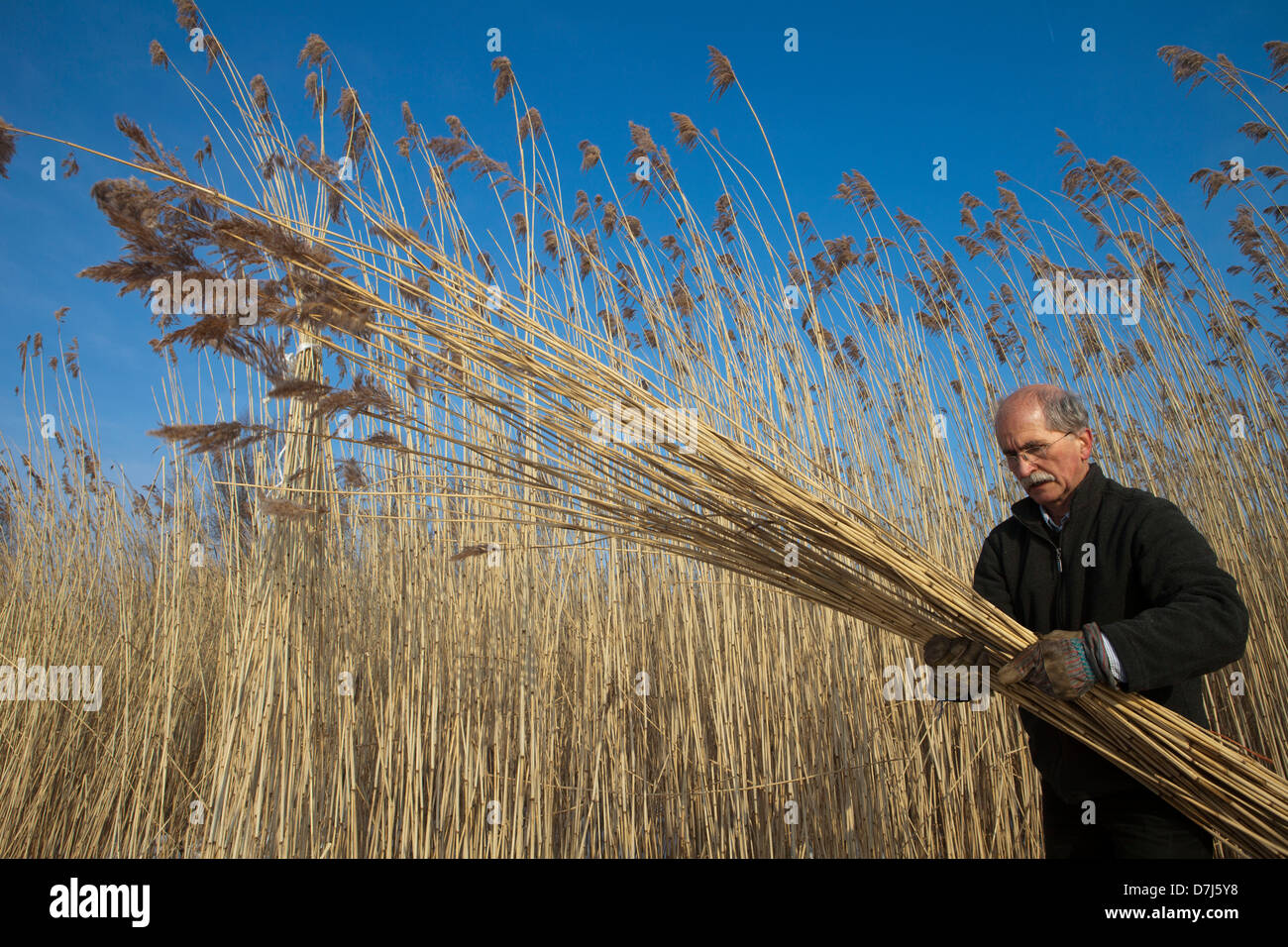 Reed la coupe dans 'de parc national Biesbosch' en Hollande Banque D'Images