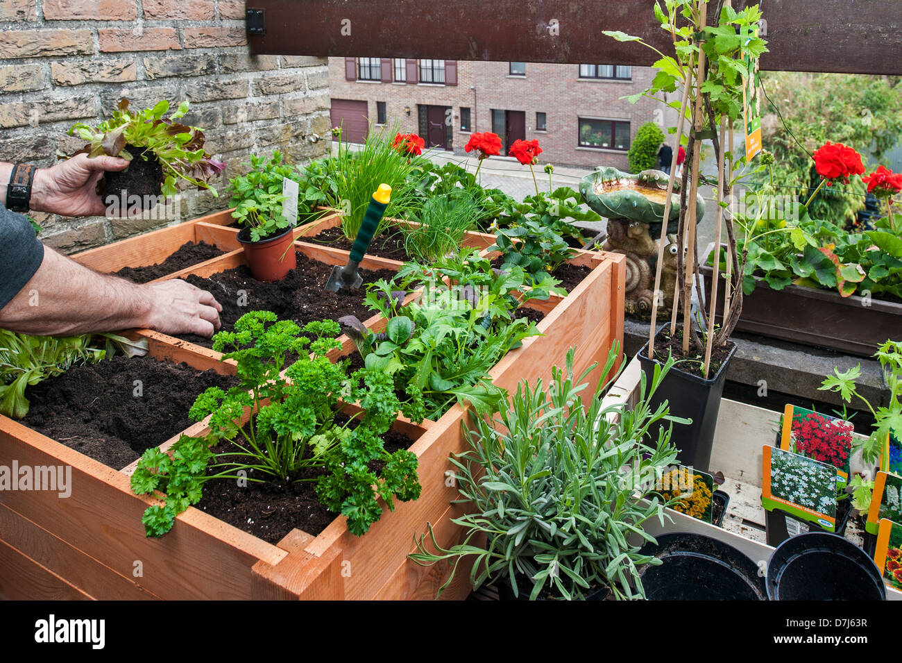 Pied carré par jardinage planter des fleurs, des herbes et des légumes en boîte bois sur balcon Banque D'Images