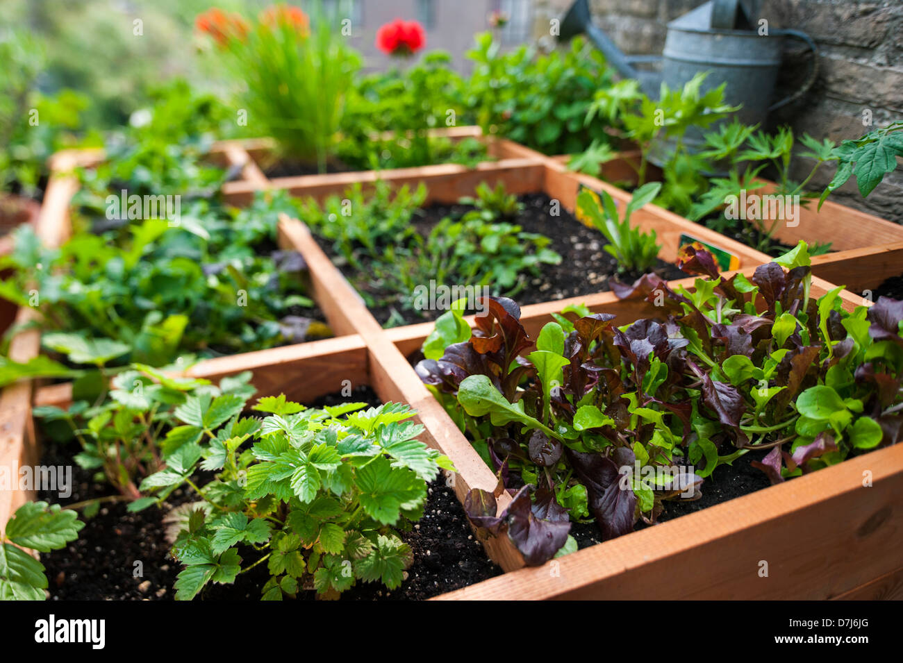 Pied carré par jardinage planter des fleurs, des herbes et des légumes en boîte bois sur balcon Banque D'Images