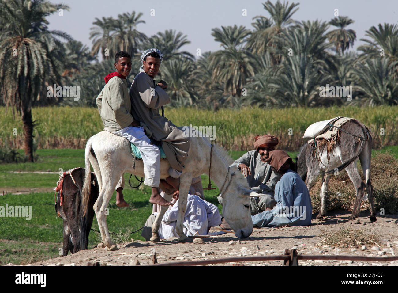 Les garçons sur Donkey près d'Assouan en Égypte 11 Janvier 2013 Banque D'Images