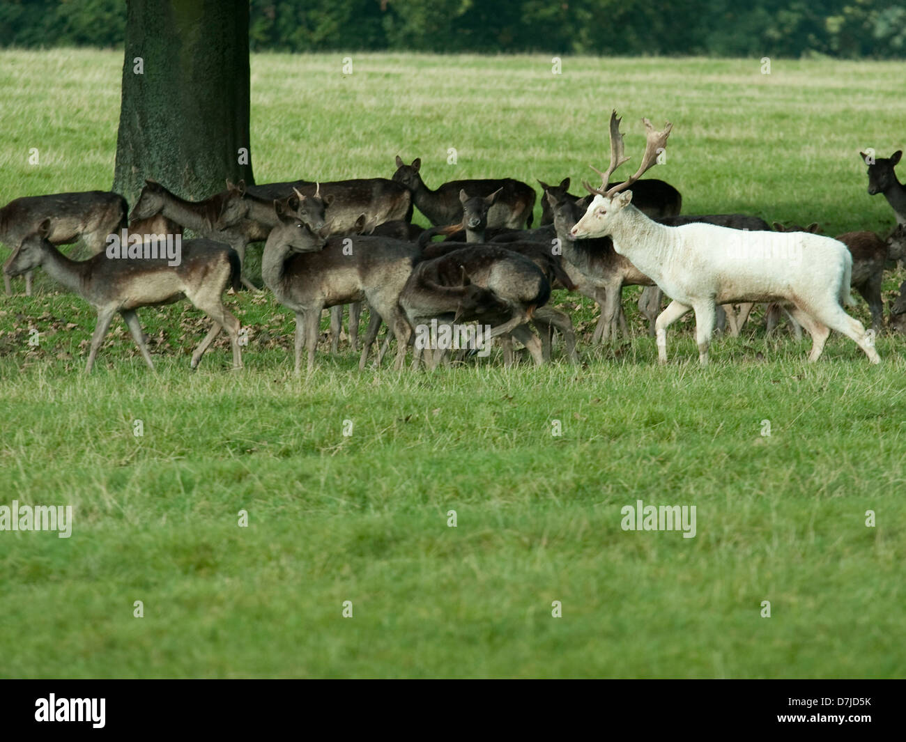 L'élevage de cerfs blanc,brun cerf.parkland,arbres,bois,d'herbes Banque D'Images