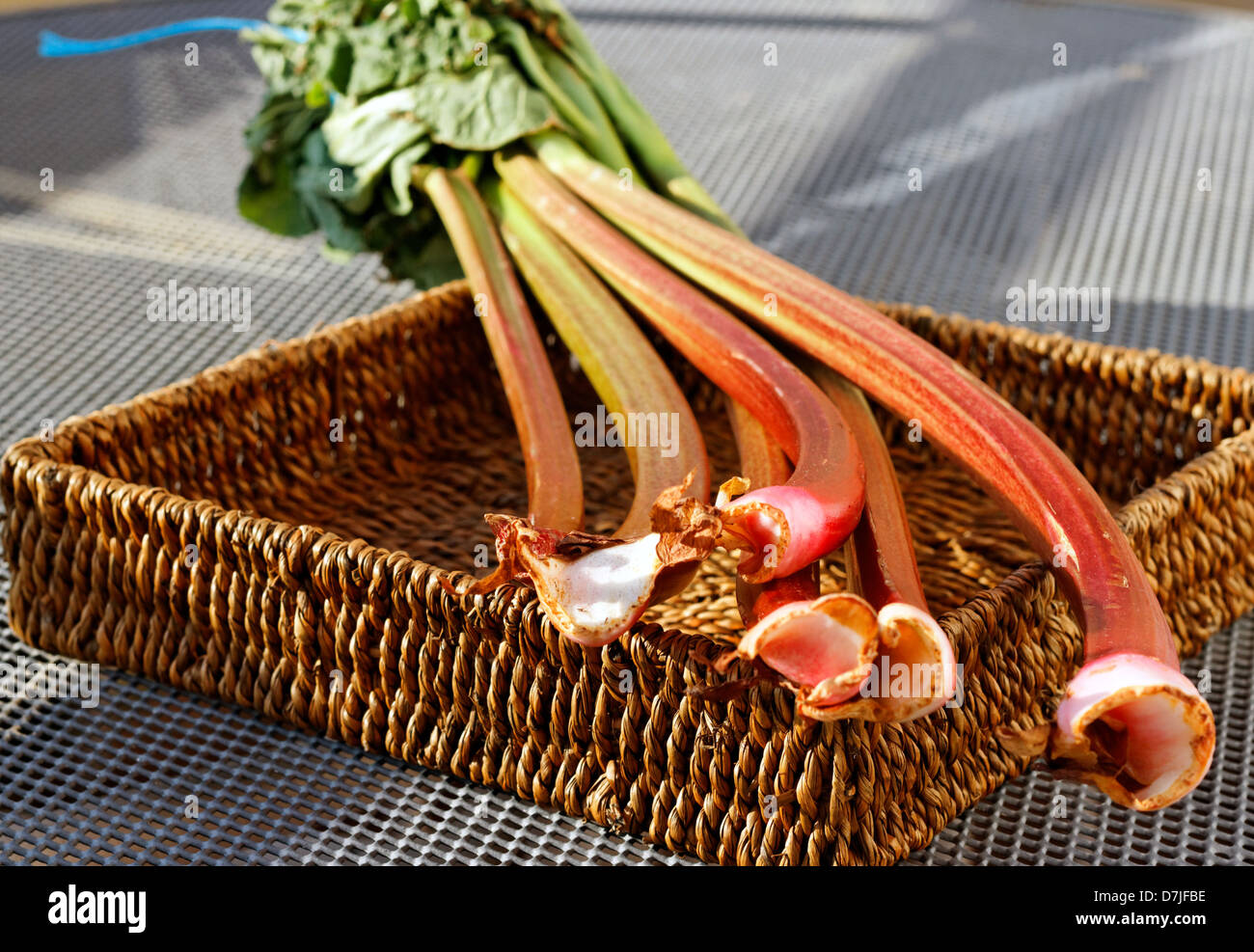 Bouquet de rhubarbe Banque D'Images