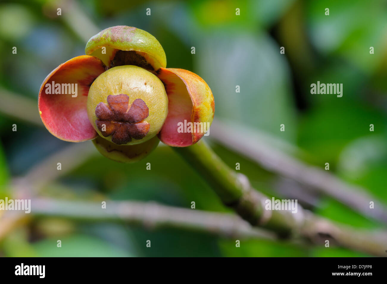 Les petites fleurs mangoustan dans jardin Chanthaburi, Thailande. Banque D'Images