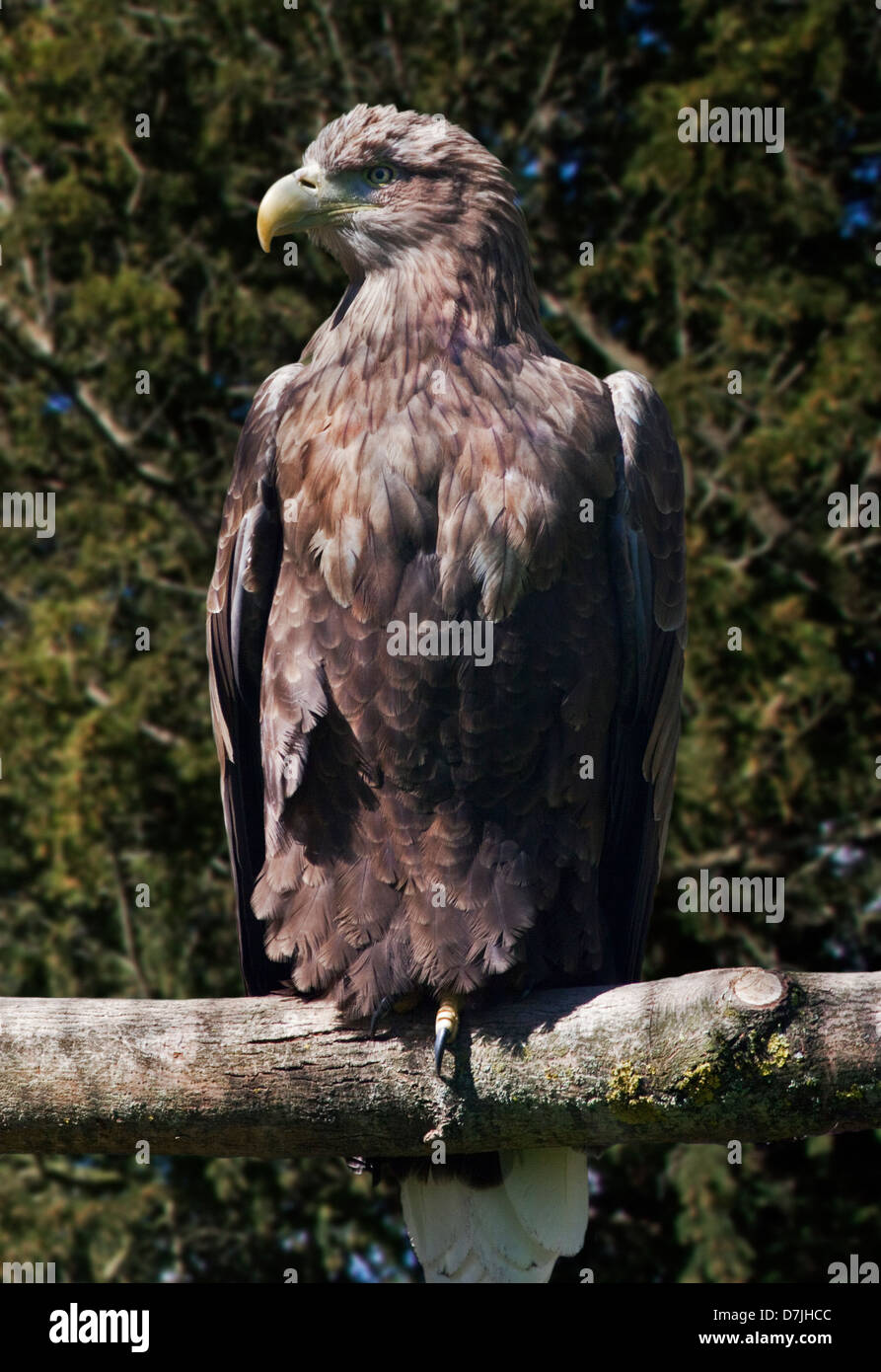 L'aigle de mer à queue blanche (Haliaeetus albicilla) Banque D'Images