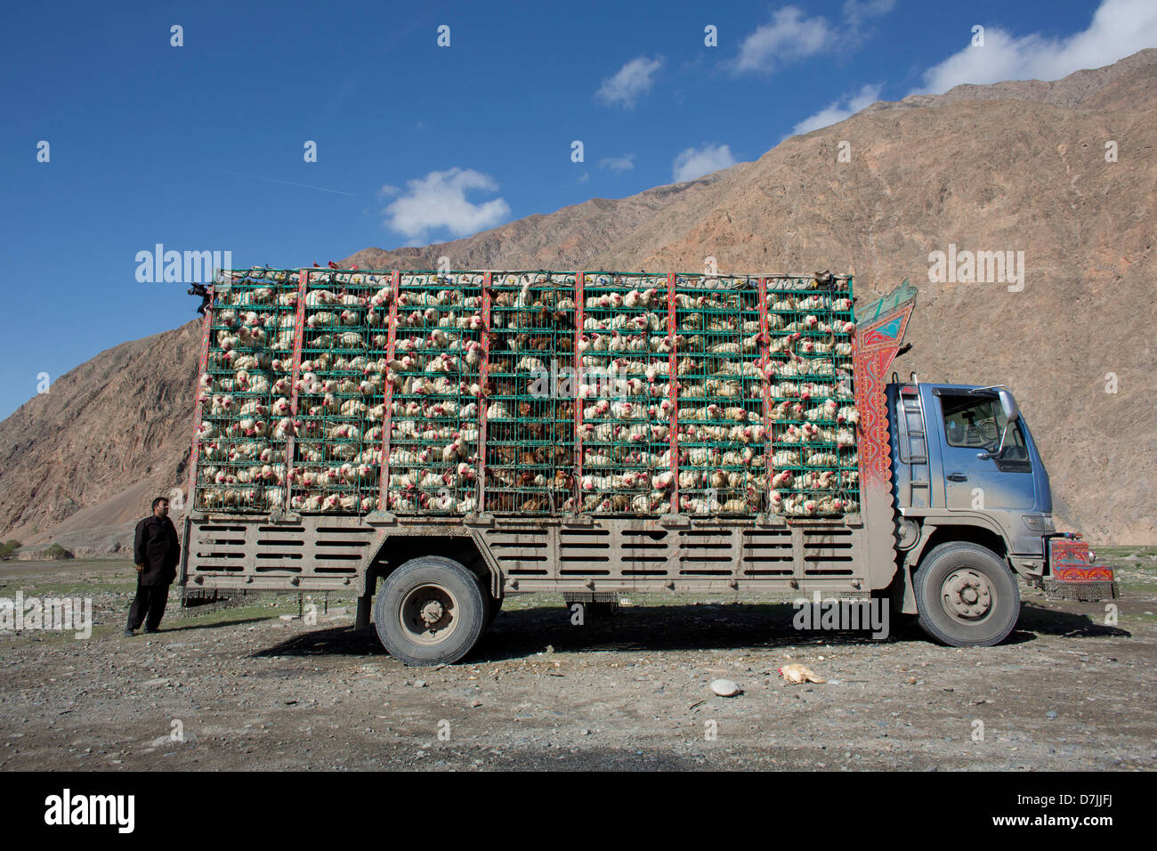Camion de poulet en Afghanistan Banque D'Images