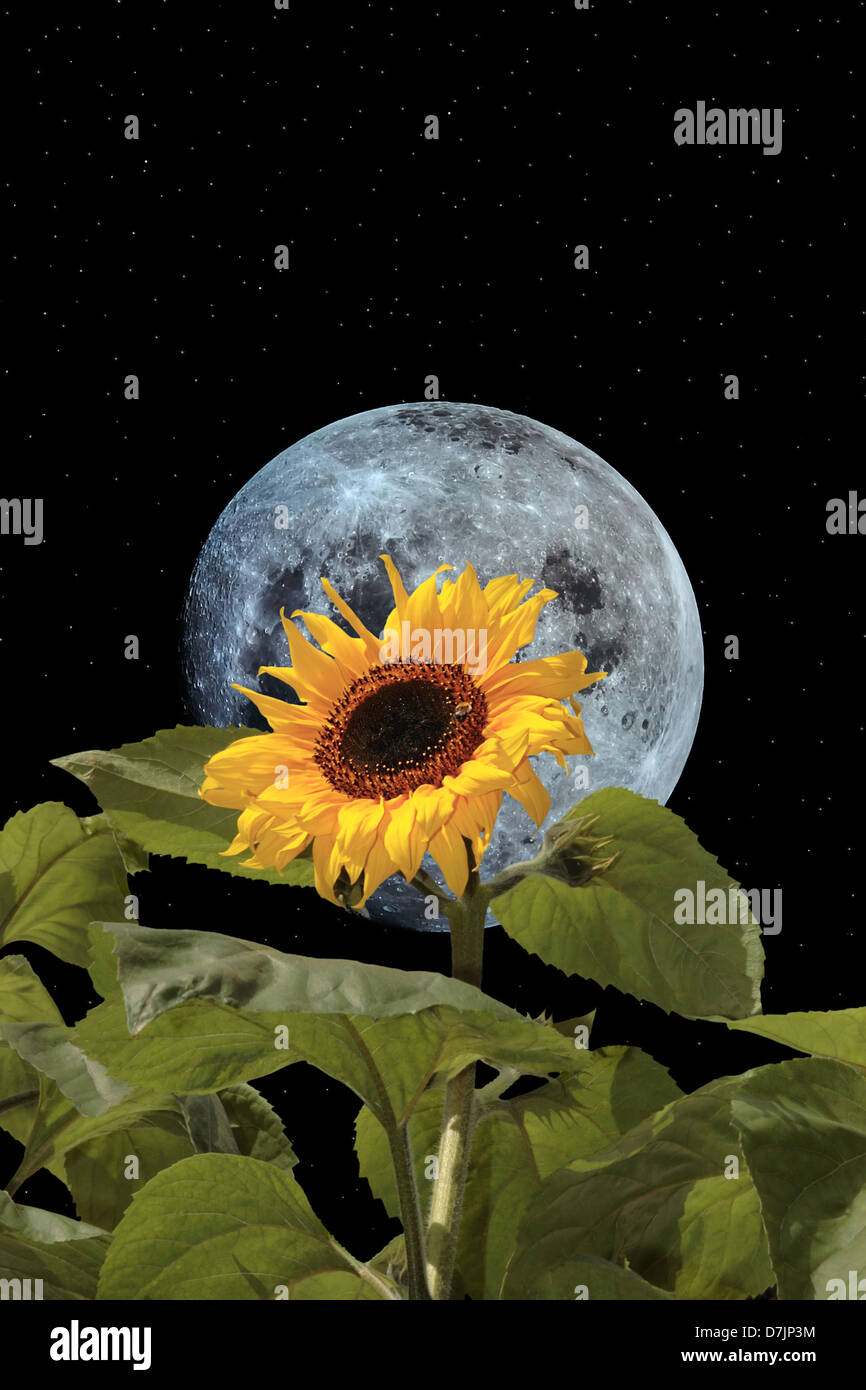 Un grand tournesol avec bee contre un beau bleu lune et ciel étoilé Banque D'Images