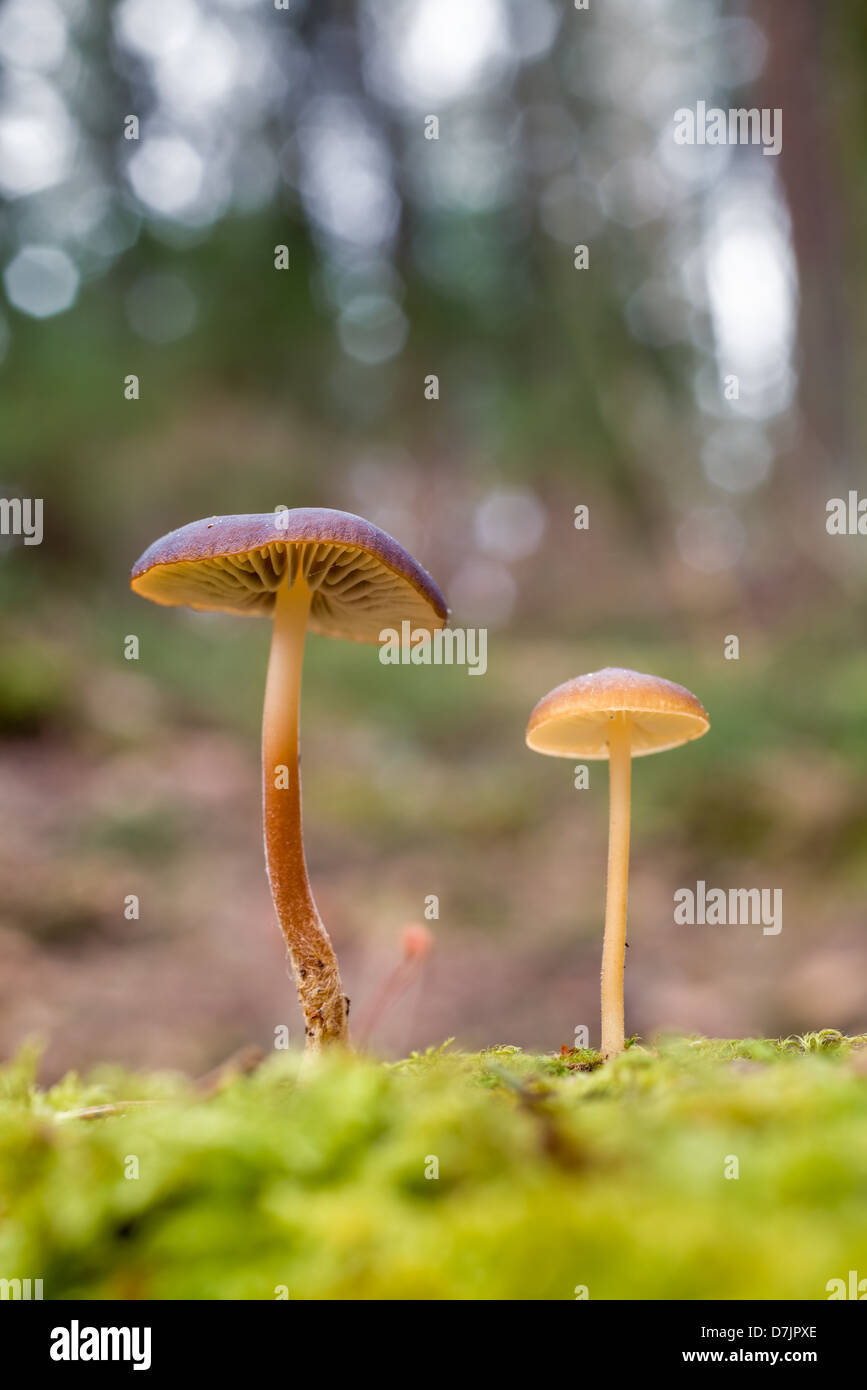 Strobilurus esculentus Banque D'Images