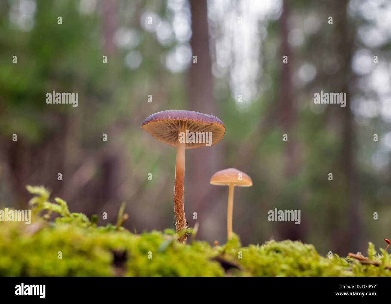 Strobilurus esculentus Banque D'Images