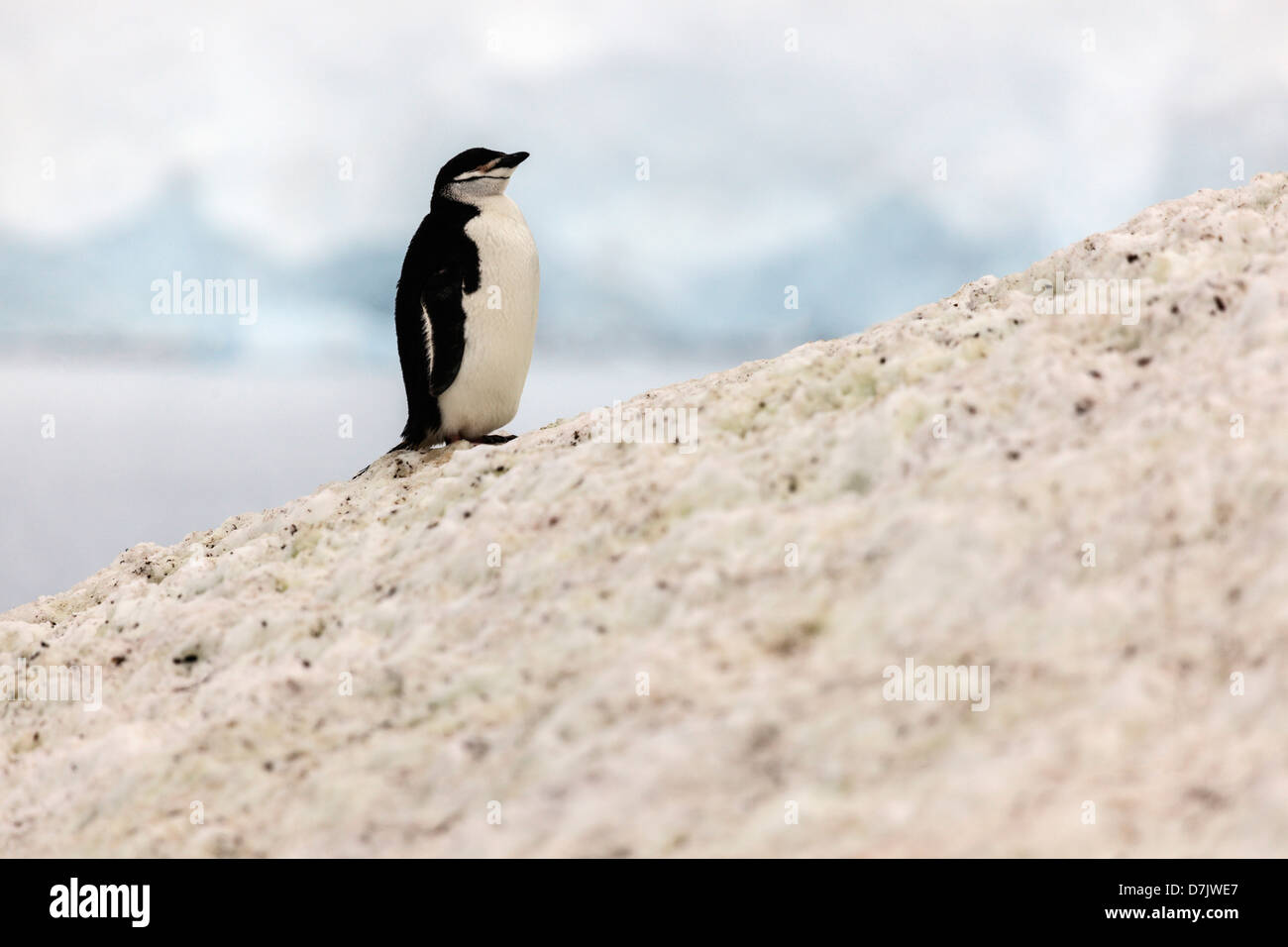 L'antarctique, un penguin debout à la pointe de rock Banque D'Images