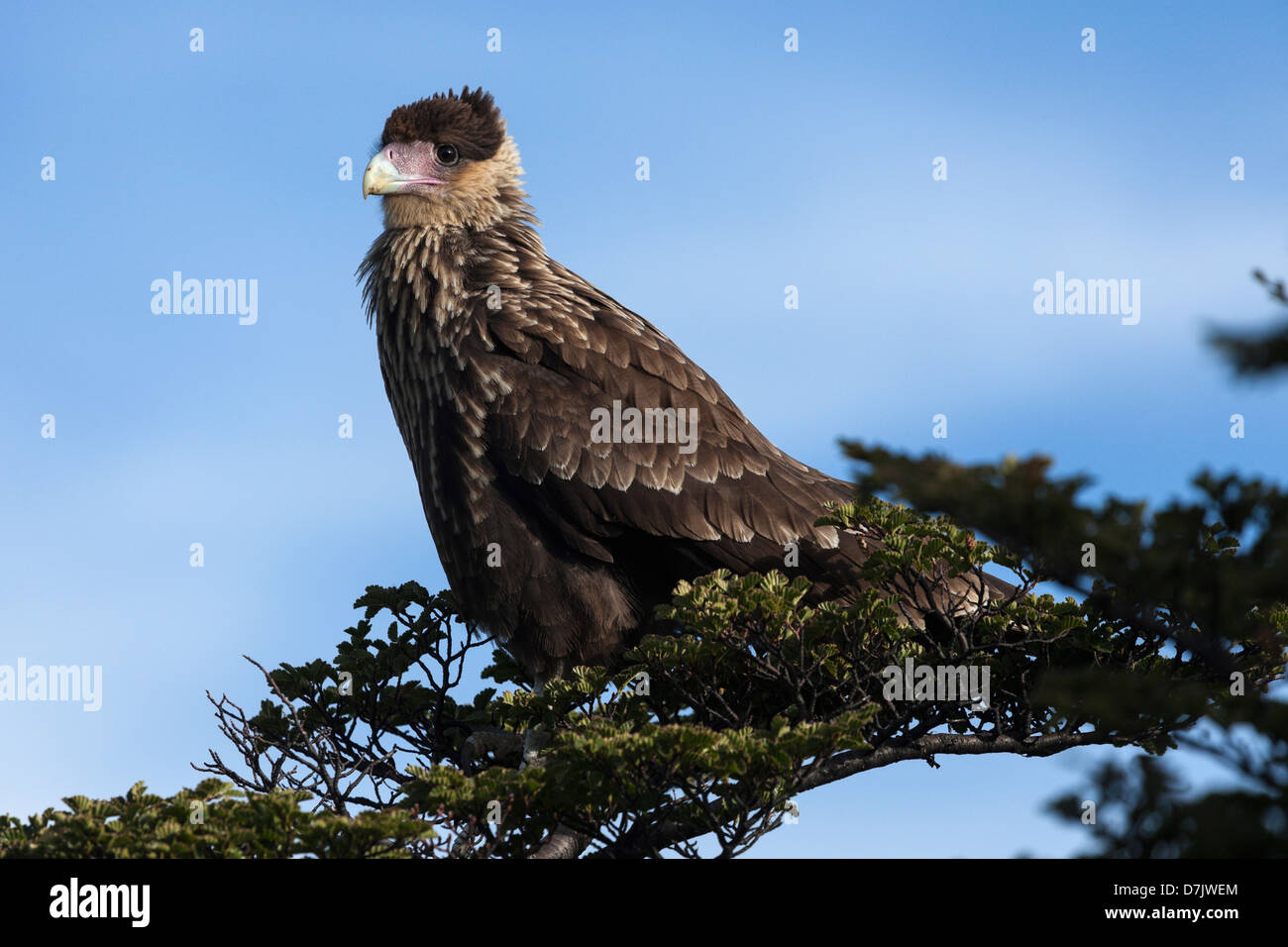 Caracara huppé (Caracara plancus) perching on branch Banque D'Images