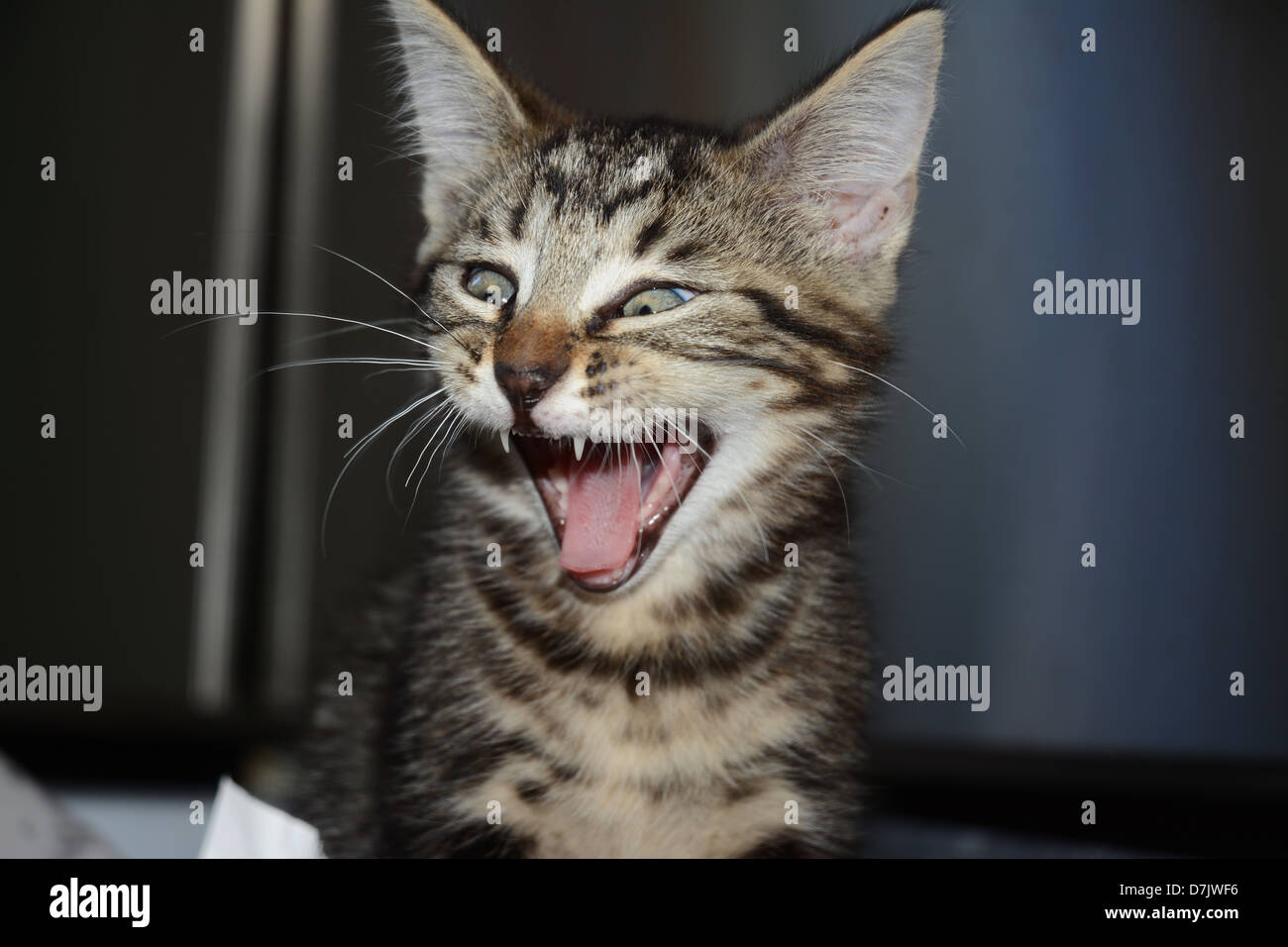 Portrait d'un jeune chat tigré chaton avec sa bouche ouverte et la langue dehors avec expression humoristique Banque D'Images