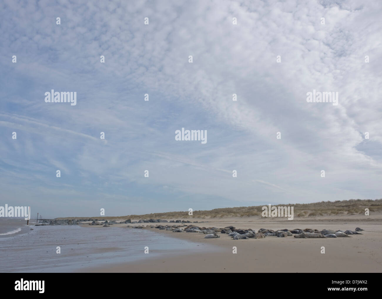 Groupe de phoques sur la plage au Horsey, Norfolk, UK avec beaucoup de ciel en photo. Banque D'Images