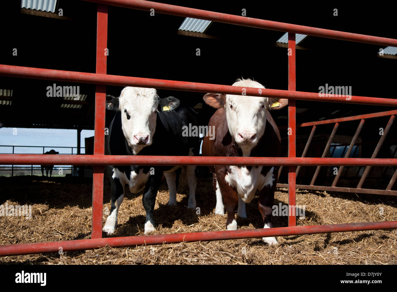 Les bovins Hereford Banque D'Images