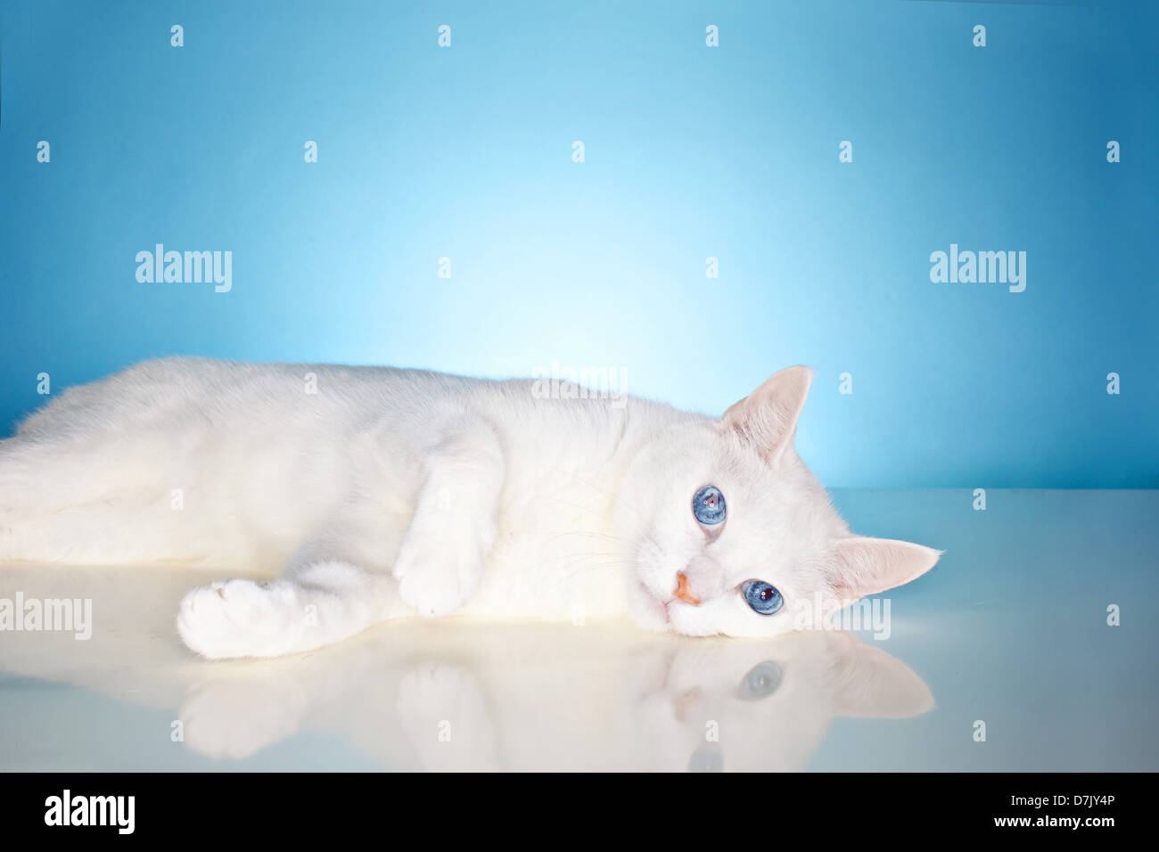 Magnifique Chat Blanc Pur Avec Des Yeux Bleu De La Chine A L Appareil Photo Contre L Arriere Plan Studio Bleu Photo Stock Alamy Magnifique Chat Blanc Pur Avec Des Yeux Bleu De La Chine A L Appareil Photo Contre L Arriere Plan Studio Bleu Photo Stock Alamy