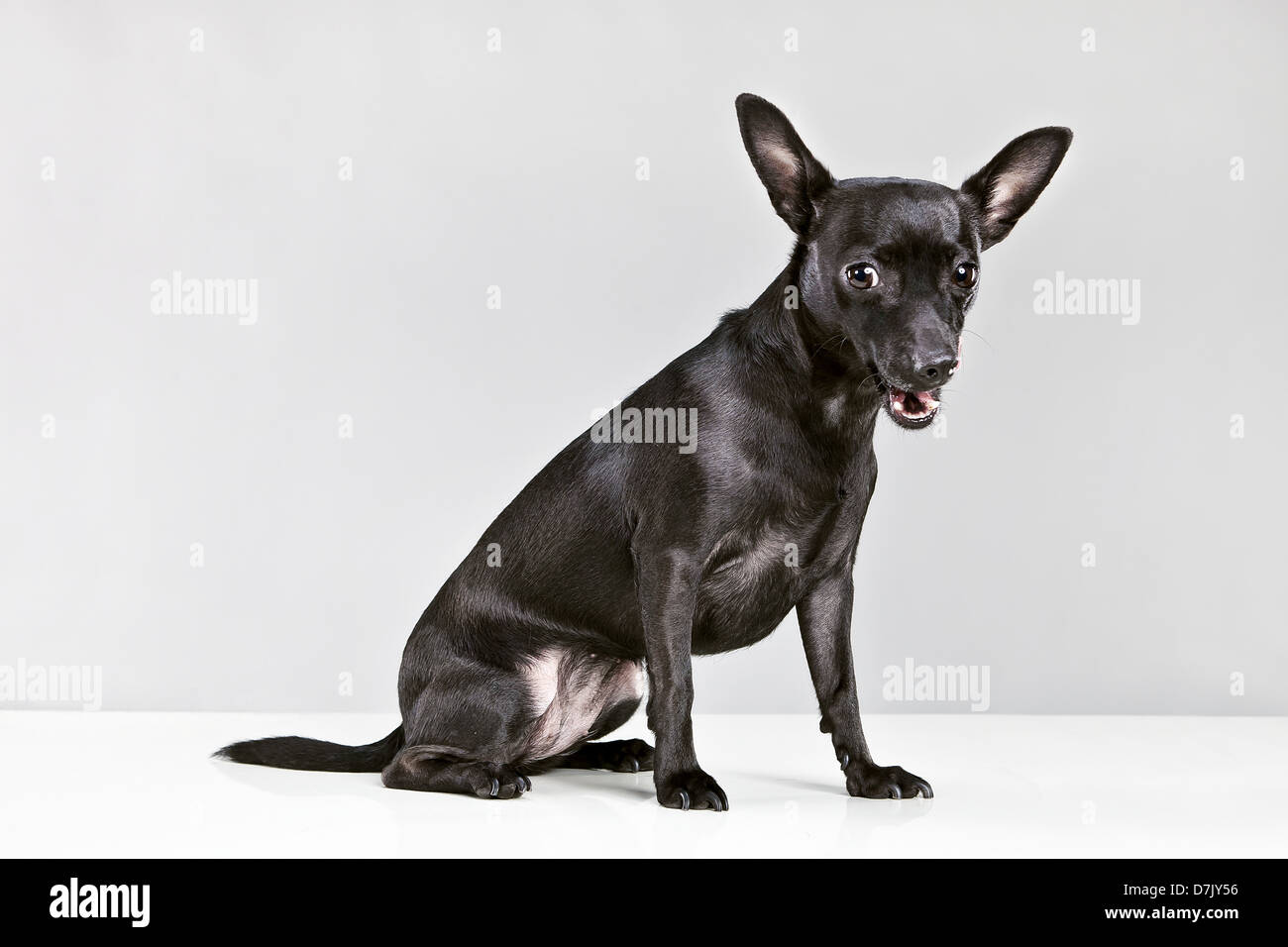 Un petit chien chihuahua noir à la caméra à contre gray blackground Banque D'Images