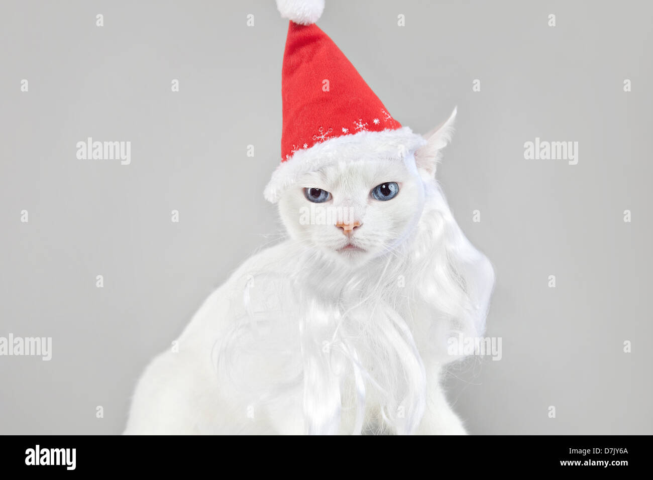 Santa cat woman contre l'arrière-plan gris Banque D'Images