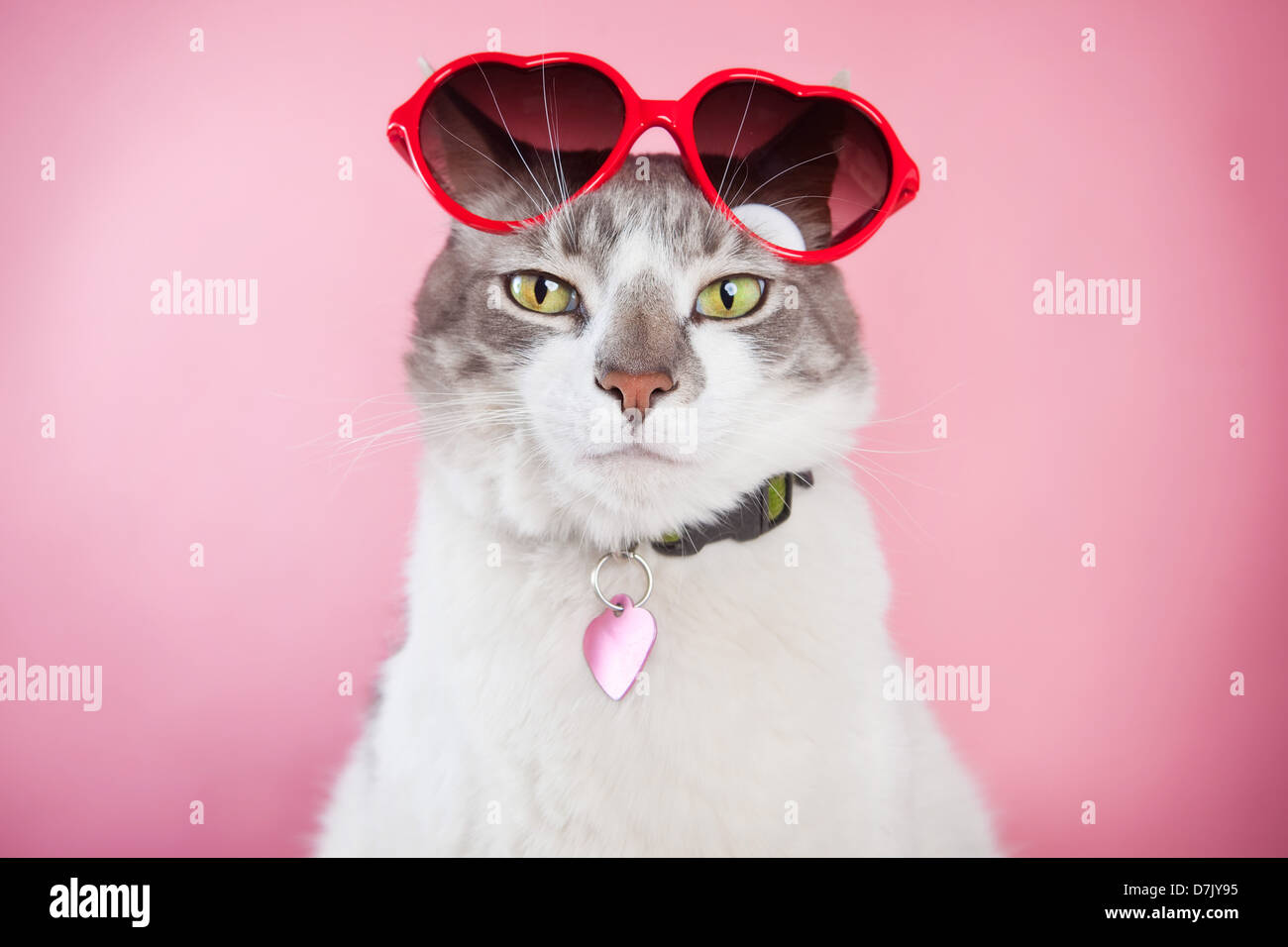 Chat en toute confiance pour appareil photo avec lunettes red valentine perché au sommet de la tête contre le fond rose. Banque D'Images