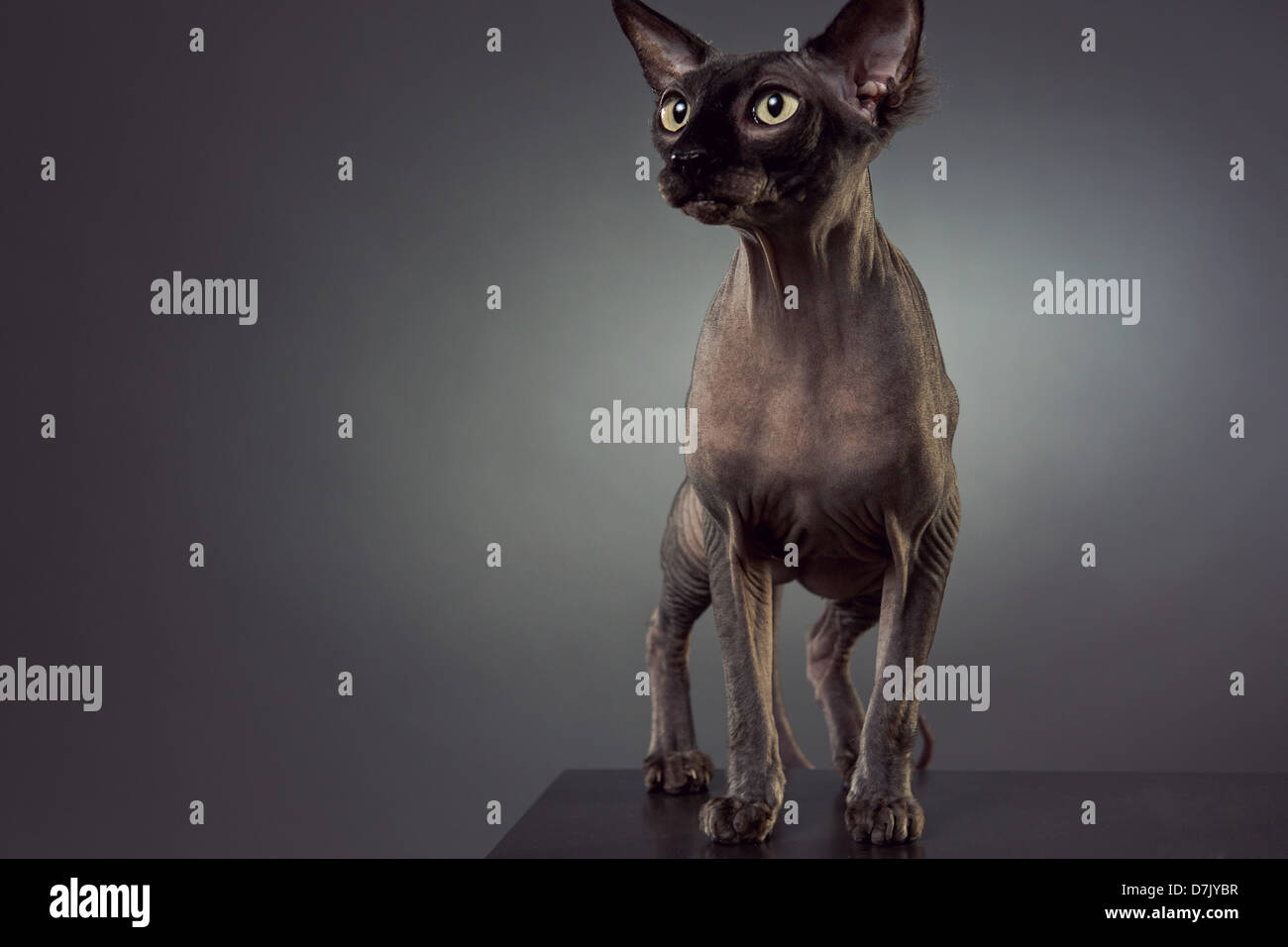 Chat Sans Poil Banque D Image Et Photos Alamy