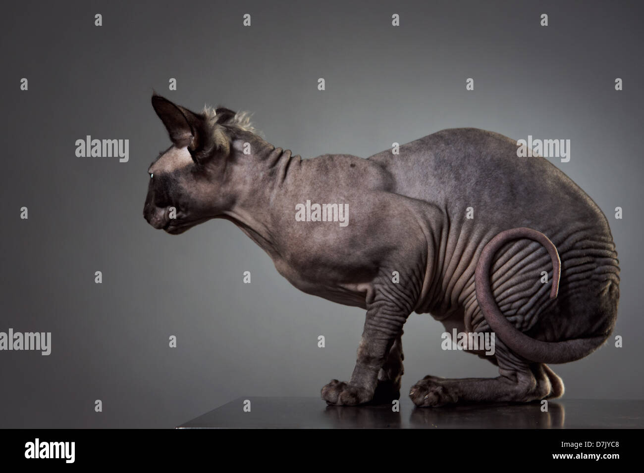 Portrait De Cote Sphinx Sans Poils Avec Queue De Chat Love Contre L Arriere Plan Gris En Studio Photo Stock Alamy Portrait De Cote Sphinx Sans Poils Avec Queue De Chat Love Contre L Arriere Plan Gris En Studio Photo Stock Alamy