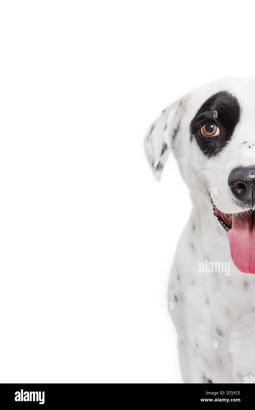 Gros plan du chien dalmatien à la recherche d'appareil photo avec grande tache noire sur l'œil. Banque D'Images
