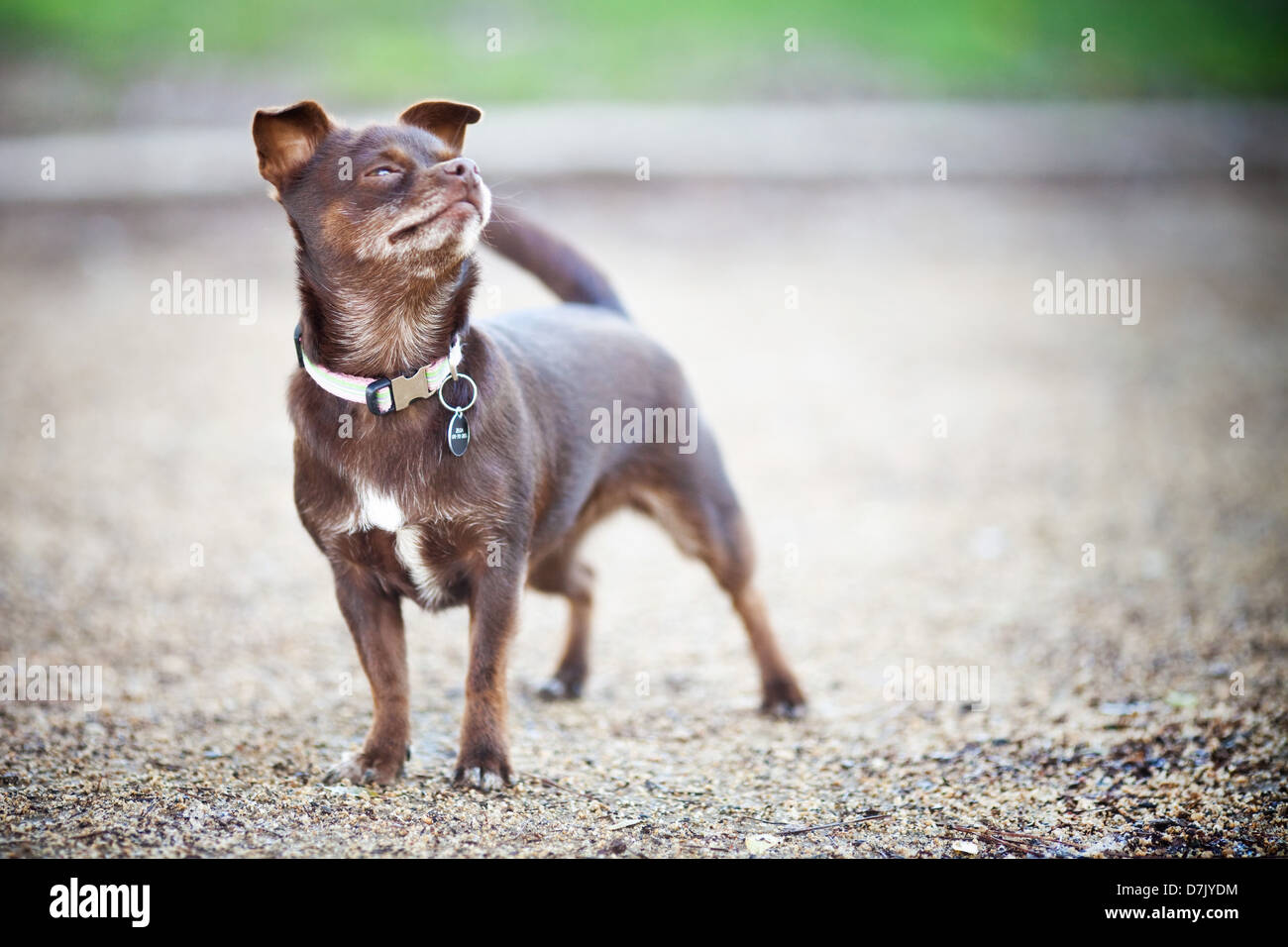 Brown chihuahua dog outdoors looking up Banque D'Images