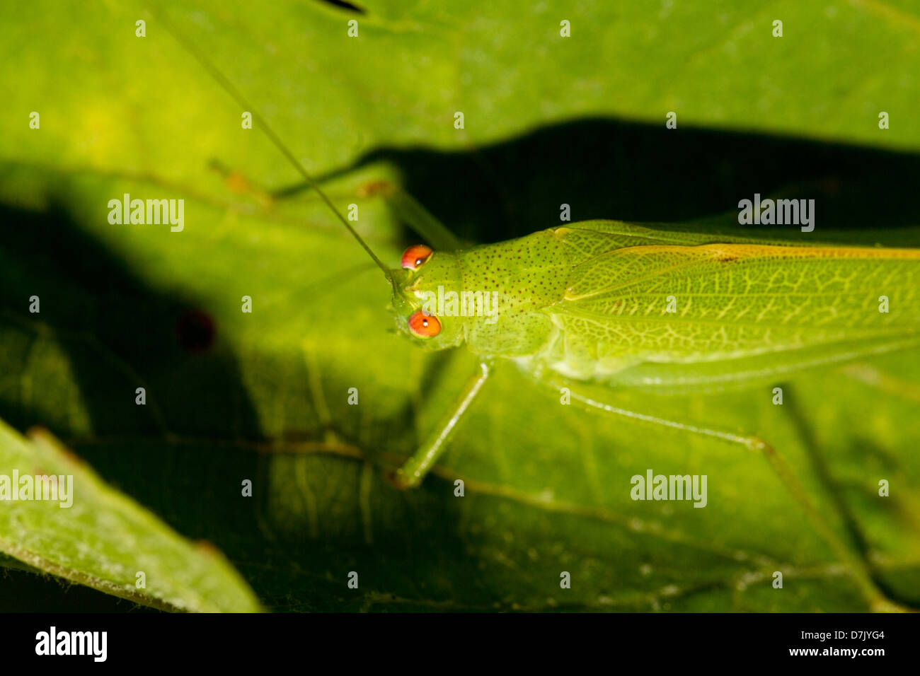 Vue rapprochée de la belle sauterelle (Tettigonia viridissima Européenne) sur une feuille verte. Banque D'Images