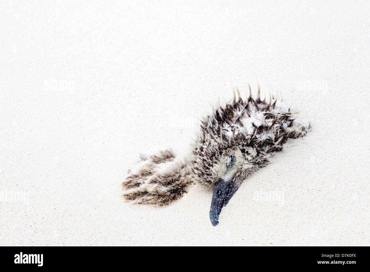 Un poussin d'Albatros de Laysan enterré en soufflant du sable pendant une grave tempête de vent. Le poussin a été sauvé et survécu. Banque D'Images