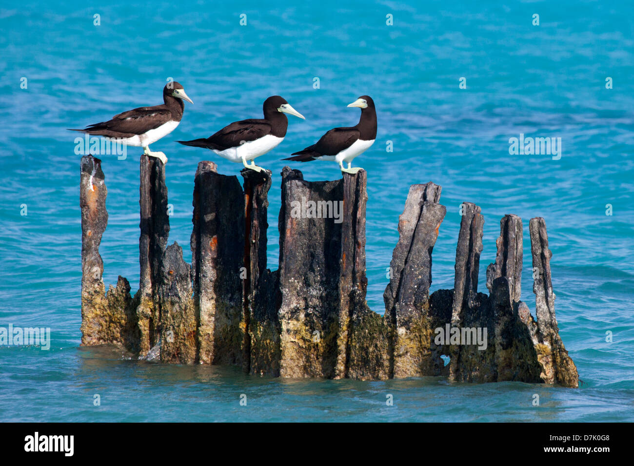 Brown Boobies (Sula leucogaster) groupe perché sur de vieux pilings rouillés dans l'océan Pacifique Banque D'Images