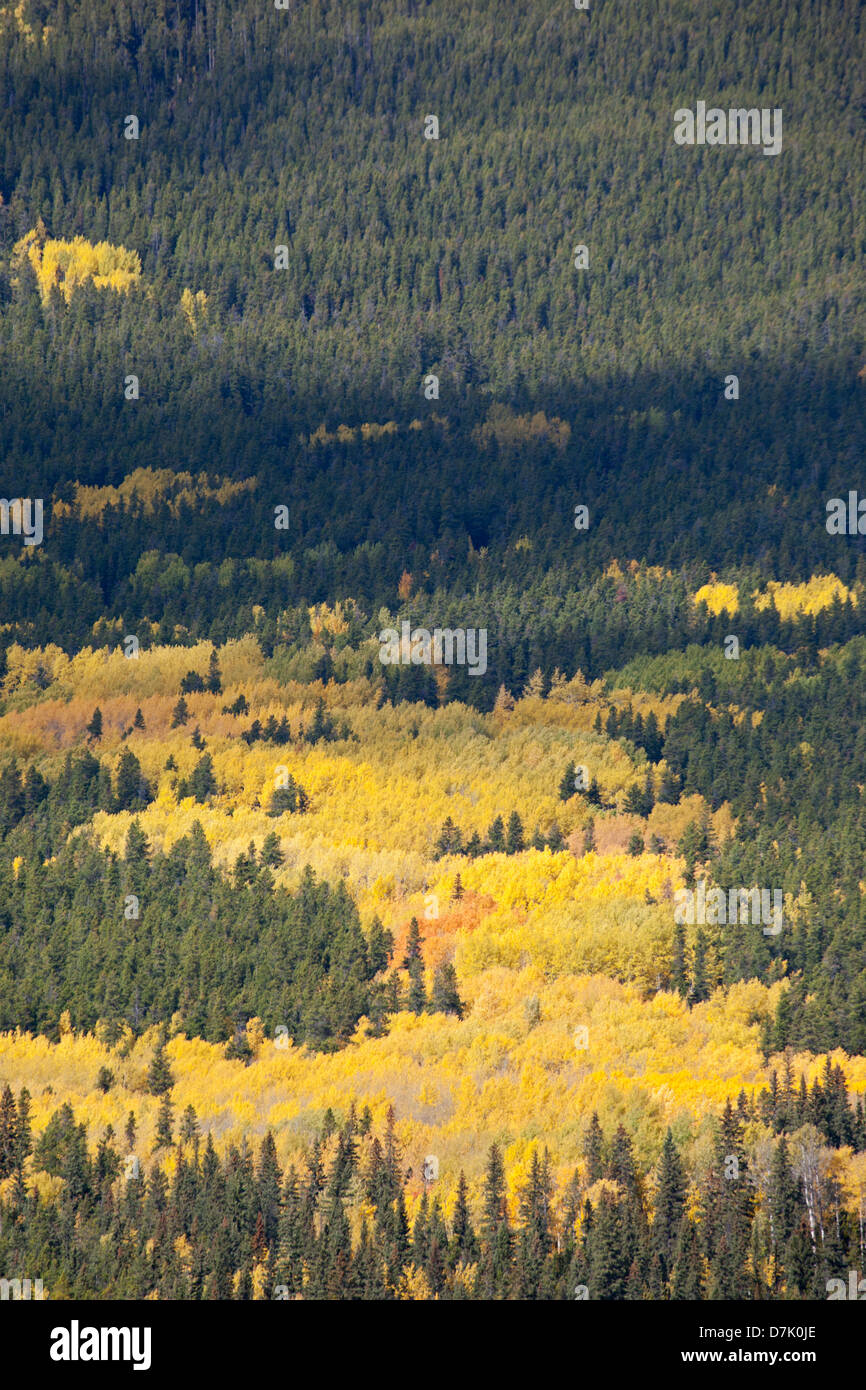 Arbres à feuilles caduques changeant de couleur jaune en automne dans la forêt boréale des Rocheuses Banque D'Images