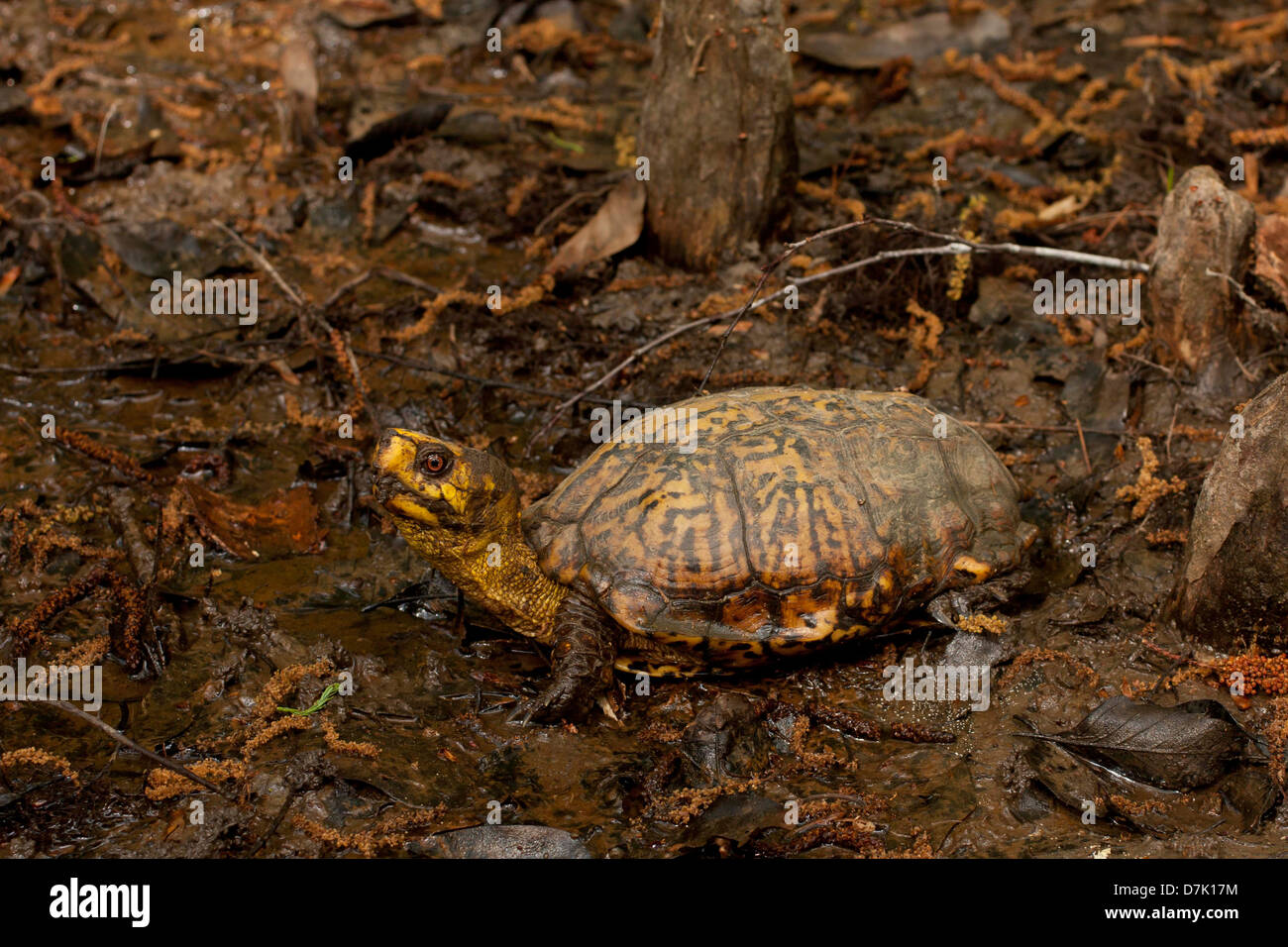 Une boîte de la côte du golfe de l'alimentation des tortues dans la boue - Terrapene carolina major Banque D'Images