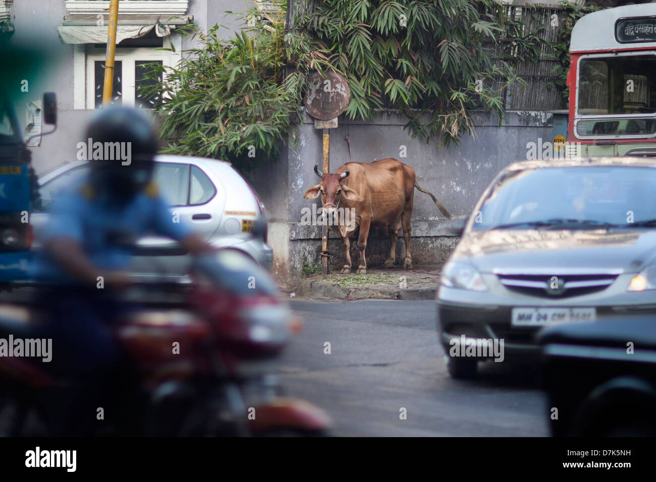 Vache dans le milieu de Mumbai, Inde Banque D'Images