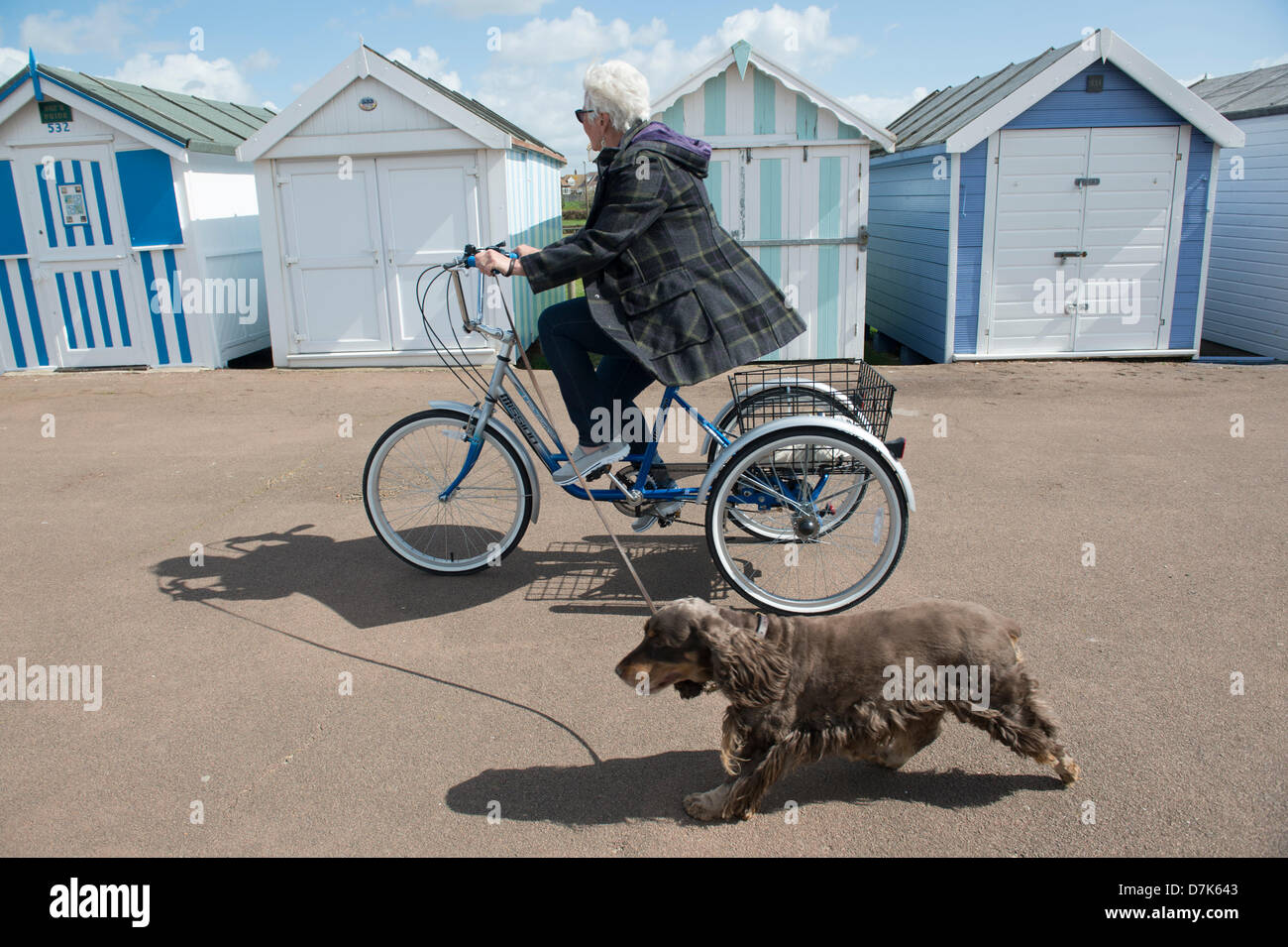 Shoeburyness, Essex. Le 9 mai 2013. Une dame passé cycles cabines de plage peint sur le front sur son tricycle en se promenant son chien. Crédit : La Farandole Stock Photo / Alamy Live News Banque D'Images