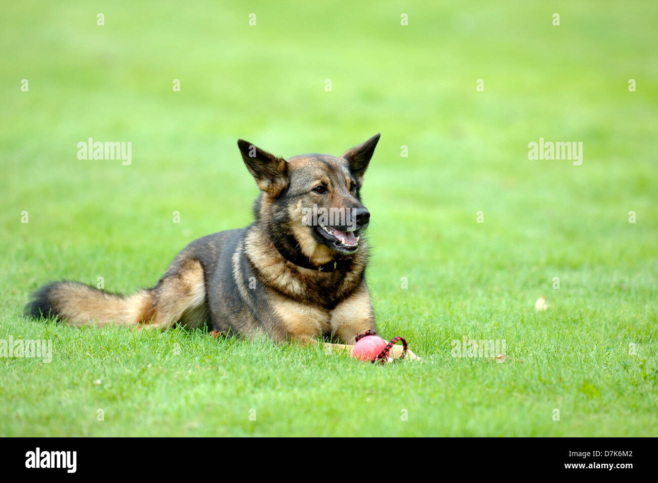 chien de race mélangée Banque D'Images