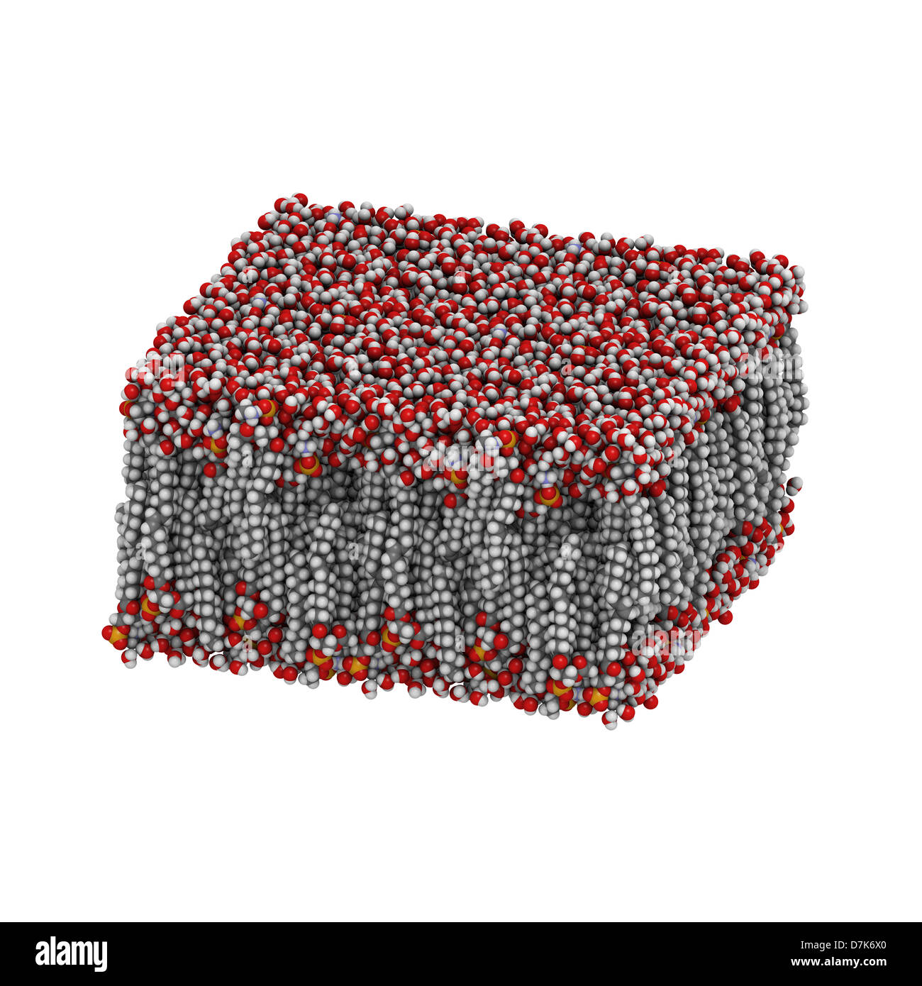 Palmitoyloleoylphosphatidyllethanolamine (PAPE) membrane bicouche lipidique dans l'eau, le modèle moléculaire. Banque D'Images