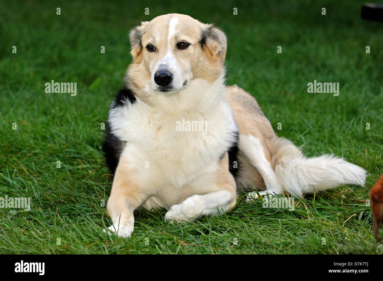 Chien de race Banque D'Images