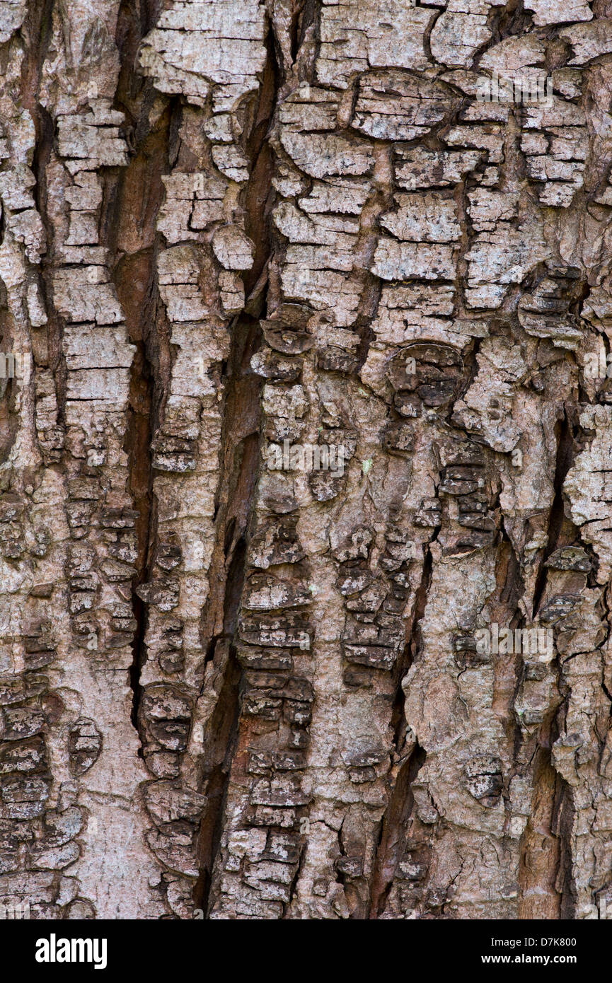 Acer Saccharum. L'Érable à sucre l'écorce des arbres. L'érable Rock Banque D'Images