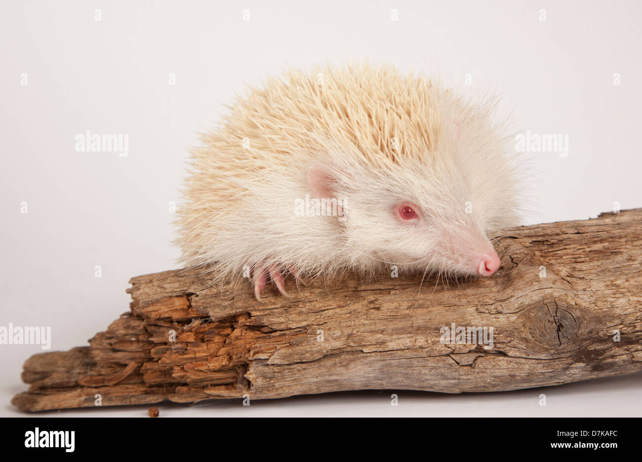Albino hedgehog Banque de photographies et d’images à haute résolution ...