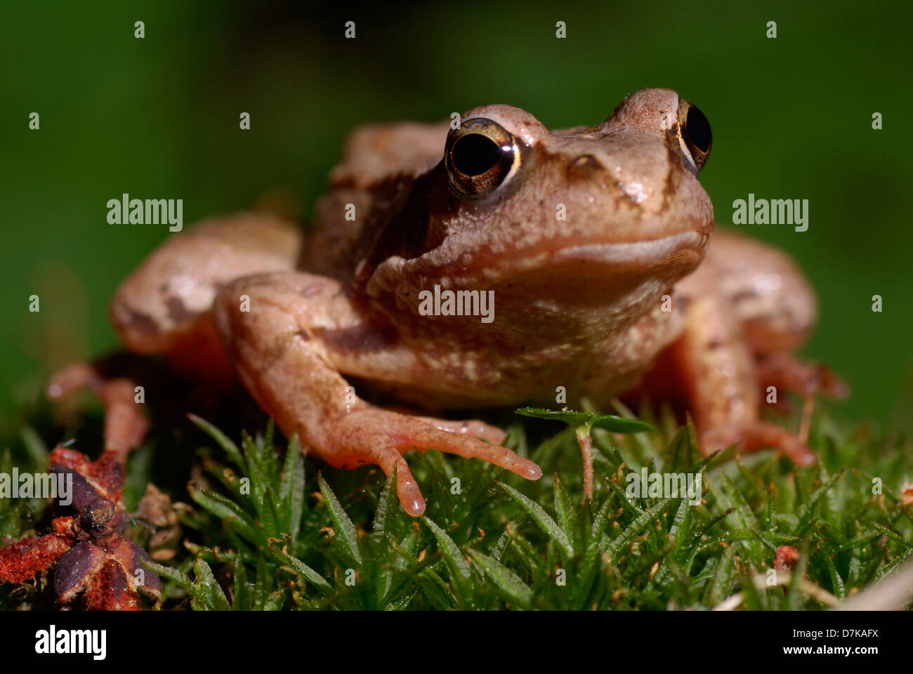Big brown frog sitting on Green grass Banque D'Images
