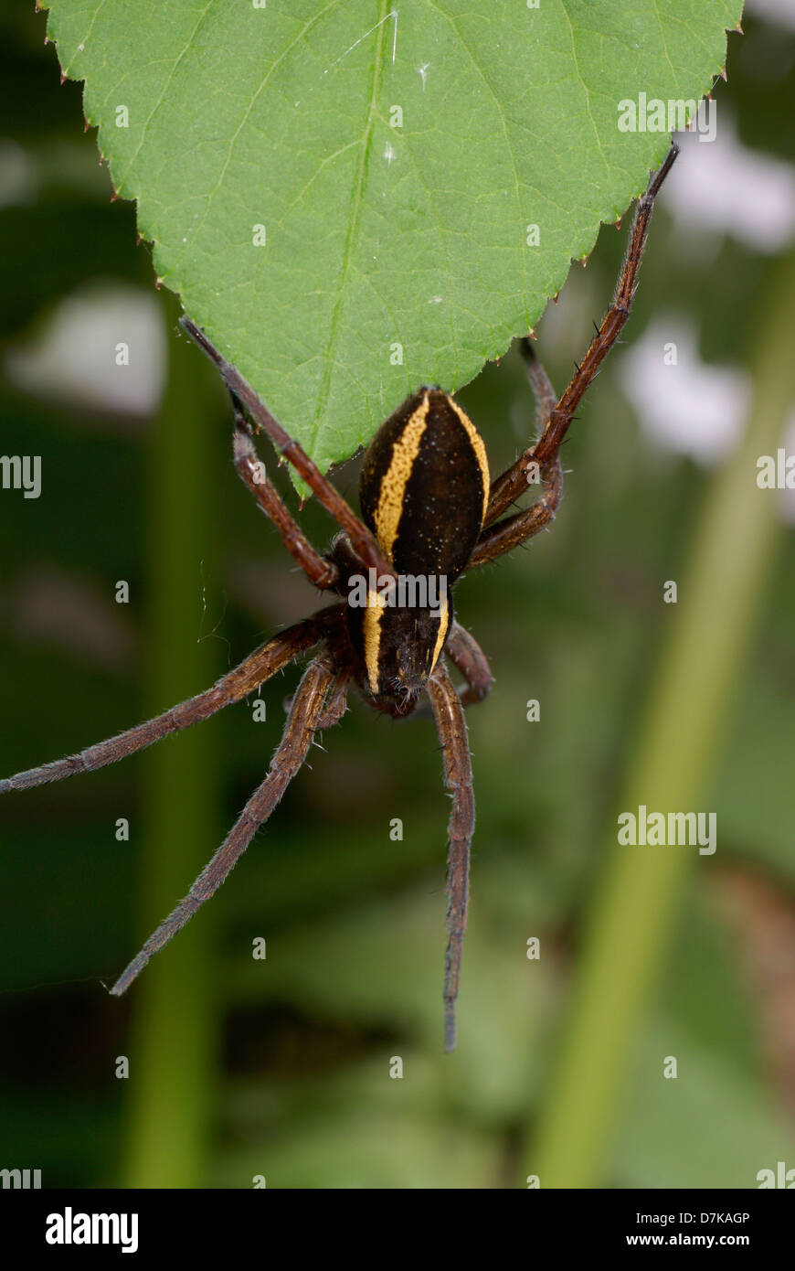 Grosse araignée effrayante sur la feuille verte Banque D'Images