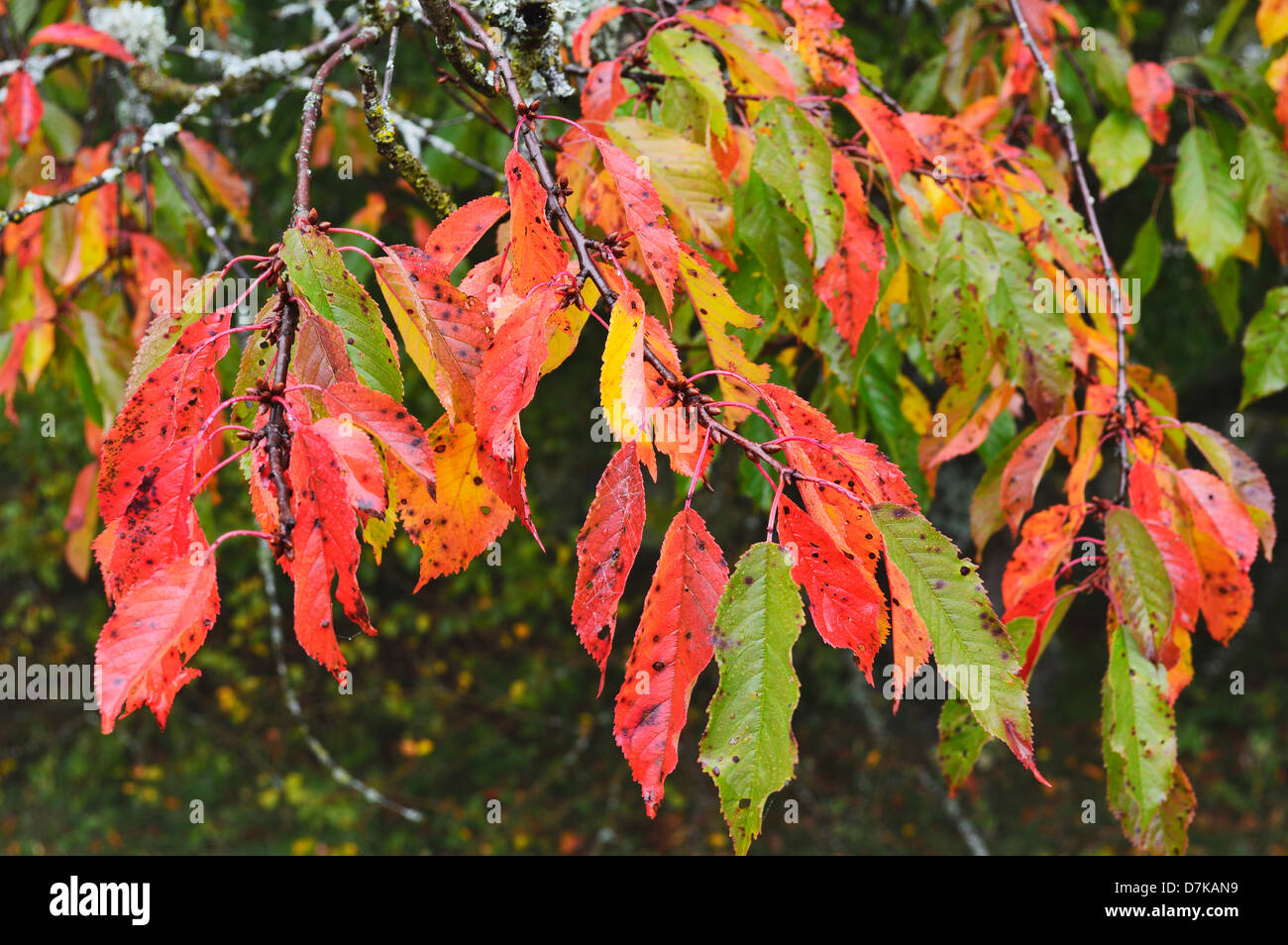 Allemagne, Baden Wuerttemberg, Close up of Autumn Leaves Banque D'Images