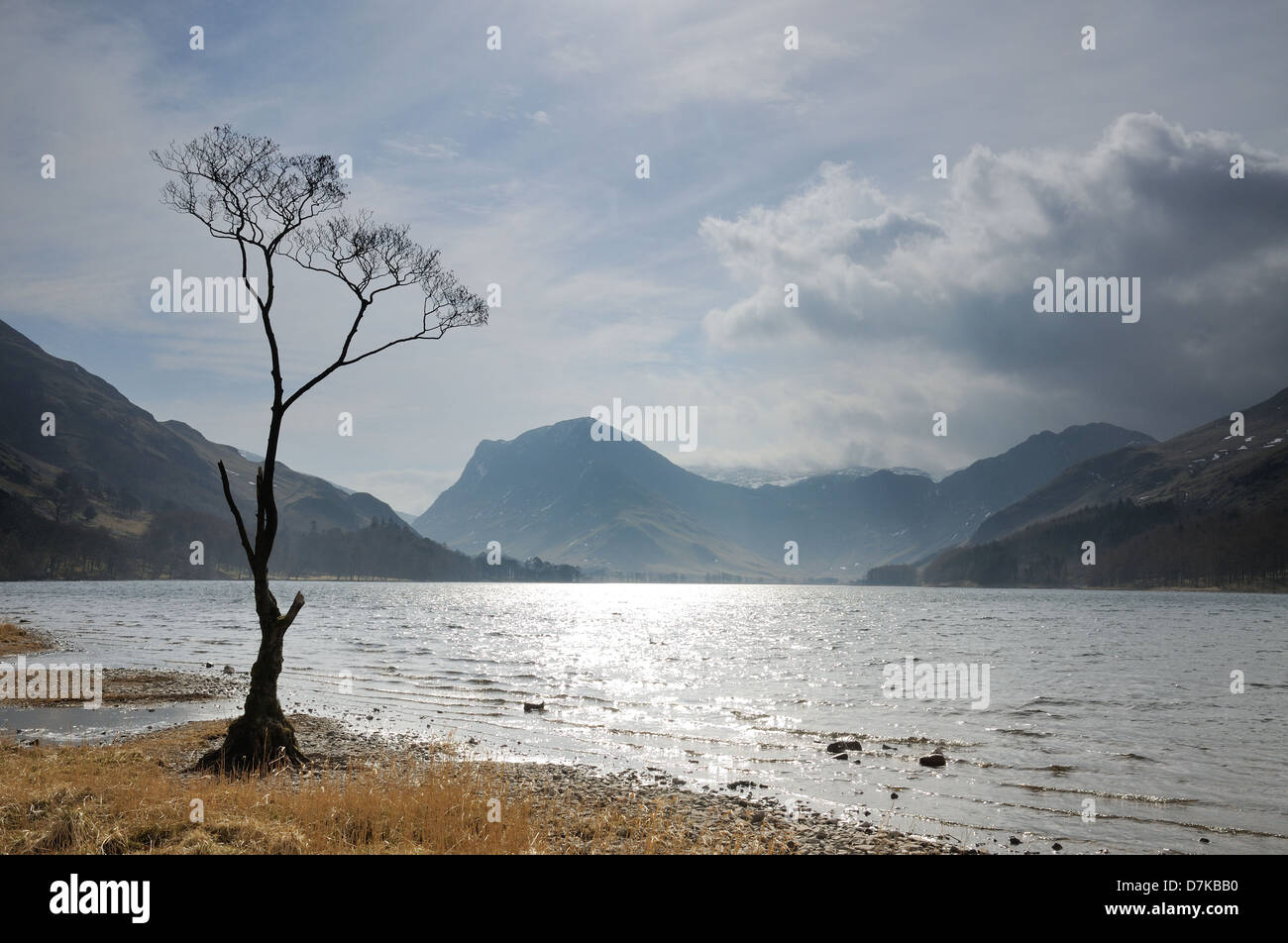 Lone Tree silhouetted at Buttermere dans le Lake District Banque D'Images