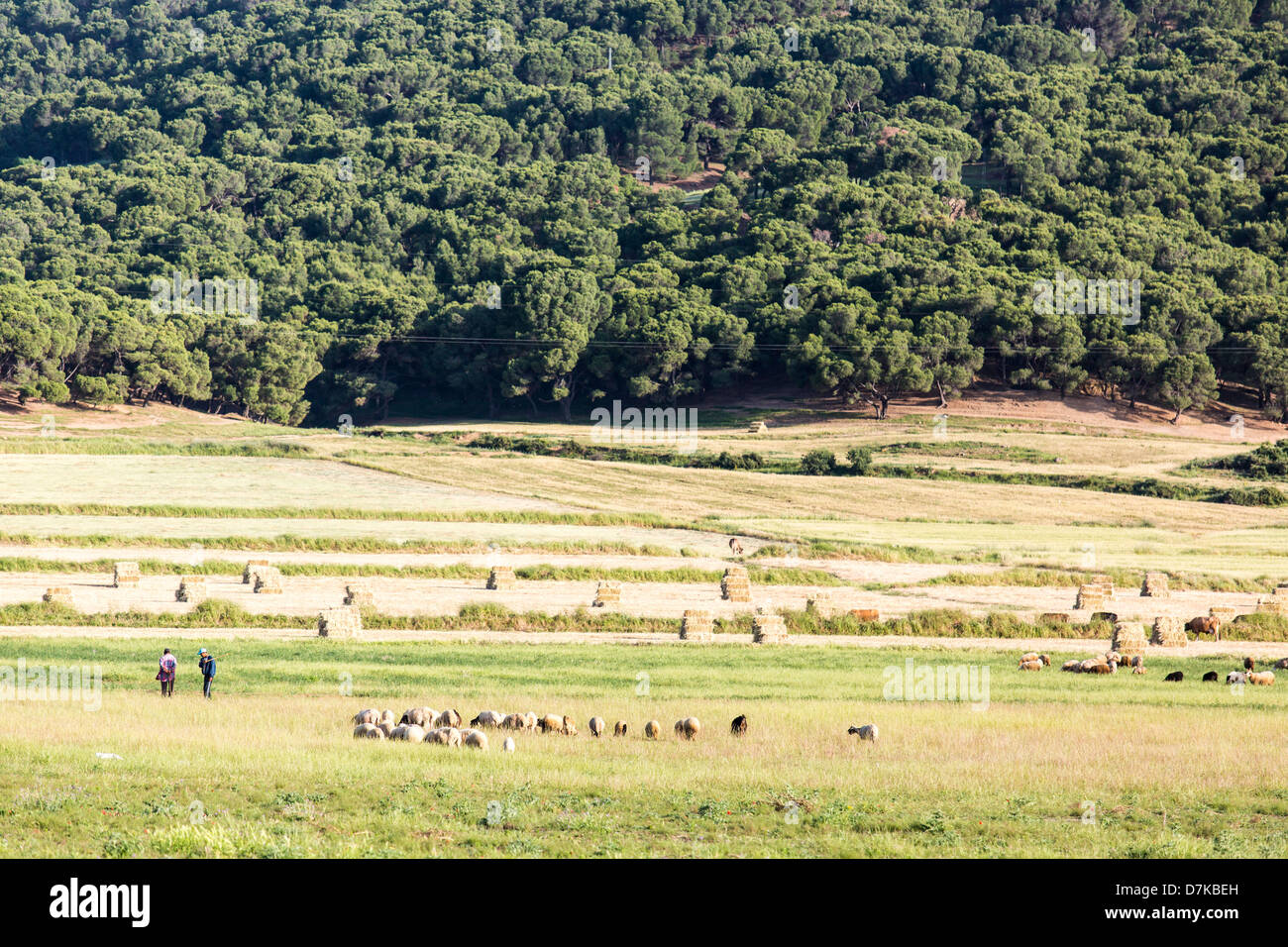 Les champs et le bétail en Tunisie, l'Afrique du Nord Banque D'Images