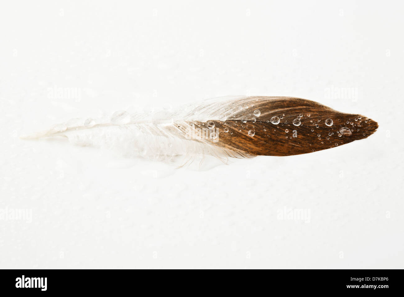 Goutte d'eau sur une plume colombe Banque D'Images