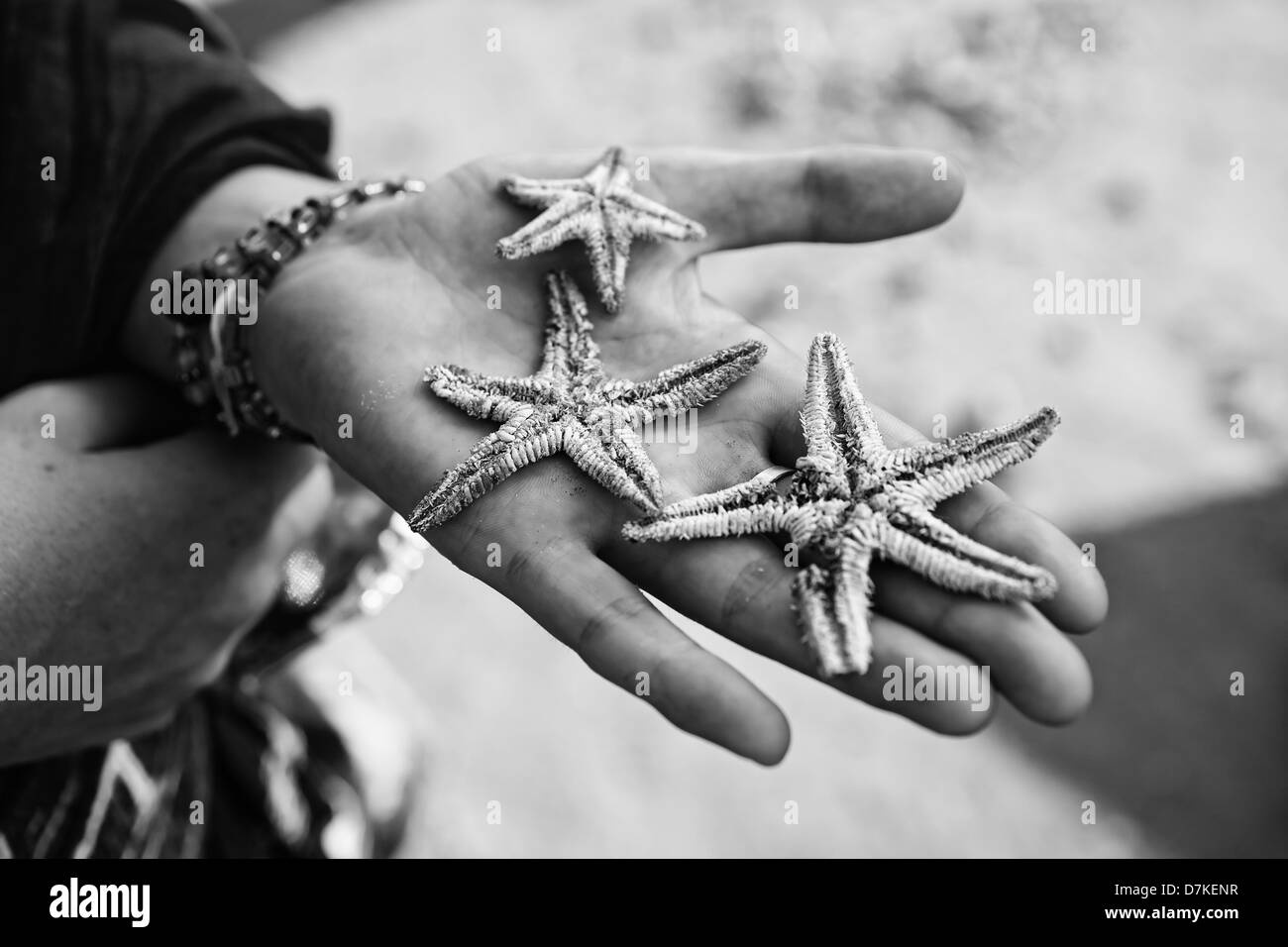 Trois étoiles de mer morte sur un Palm femelle photo noir et blanc. Banque D'Images