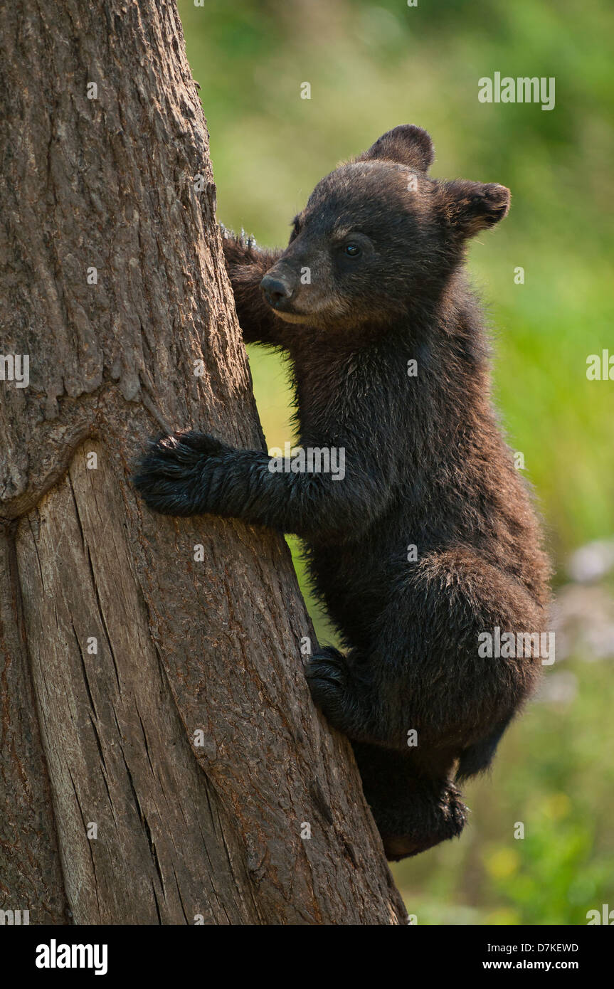 Bebe Ours Noir Climbing Tree Montebello Quebec Canada Disponible En Haute Resolution Photo Stock Alamy