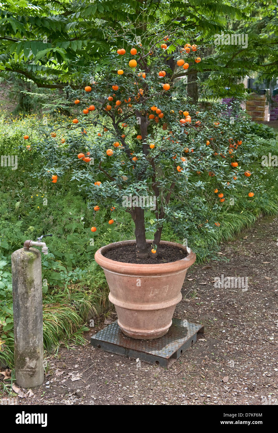 Le c’est quoi donc n22 Un-arbre-citrus-myrtifolia-chinotto-dans-le-jardin-botanique-orto-botanico-di-firenze-florence-italie-d7kf6m