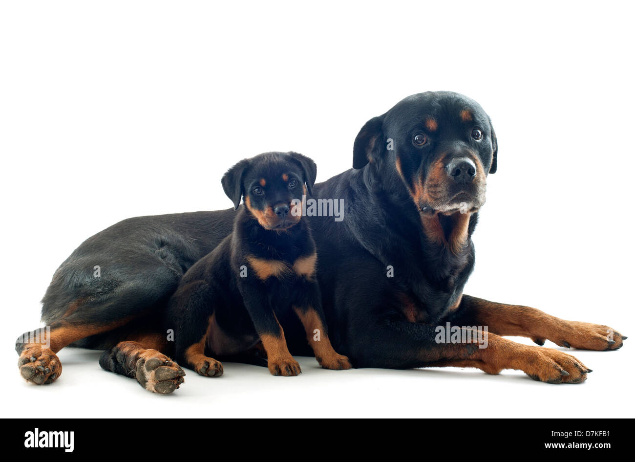 Portrait de chiot rottweiler pure race et des profils in front of white  background Photo Stock - Alamy