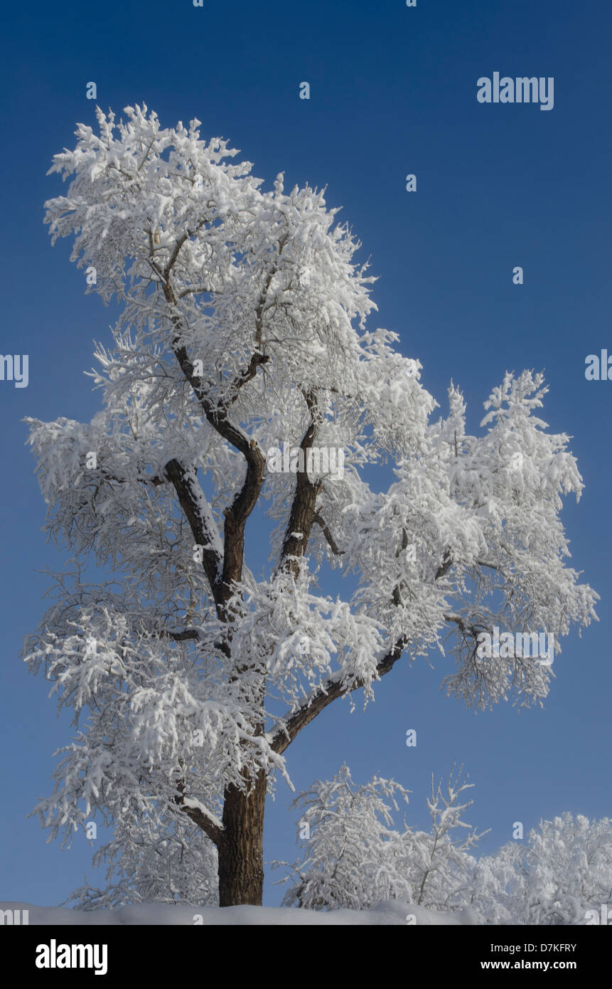 Un énorme arbre cottonwood est enduit d'une épaisseur de neige humide et se détache sur un ciel bleu de début du printemps. Banque D'Images