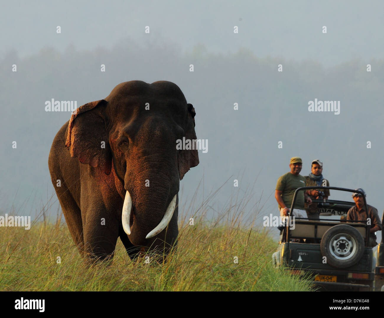 L'éléphant d'Asie ainsi que des véhicules de tourisme dans le parc national de Corbett en Inde Banque D'Images