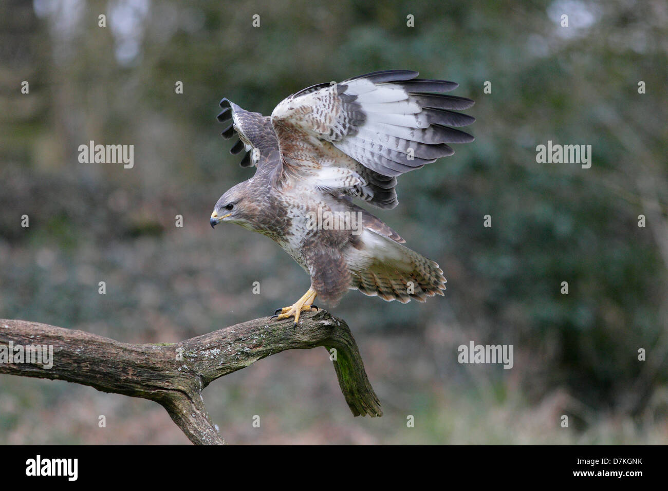 Wild Buse variable entrée en terre sur une branche Banque D'Images